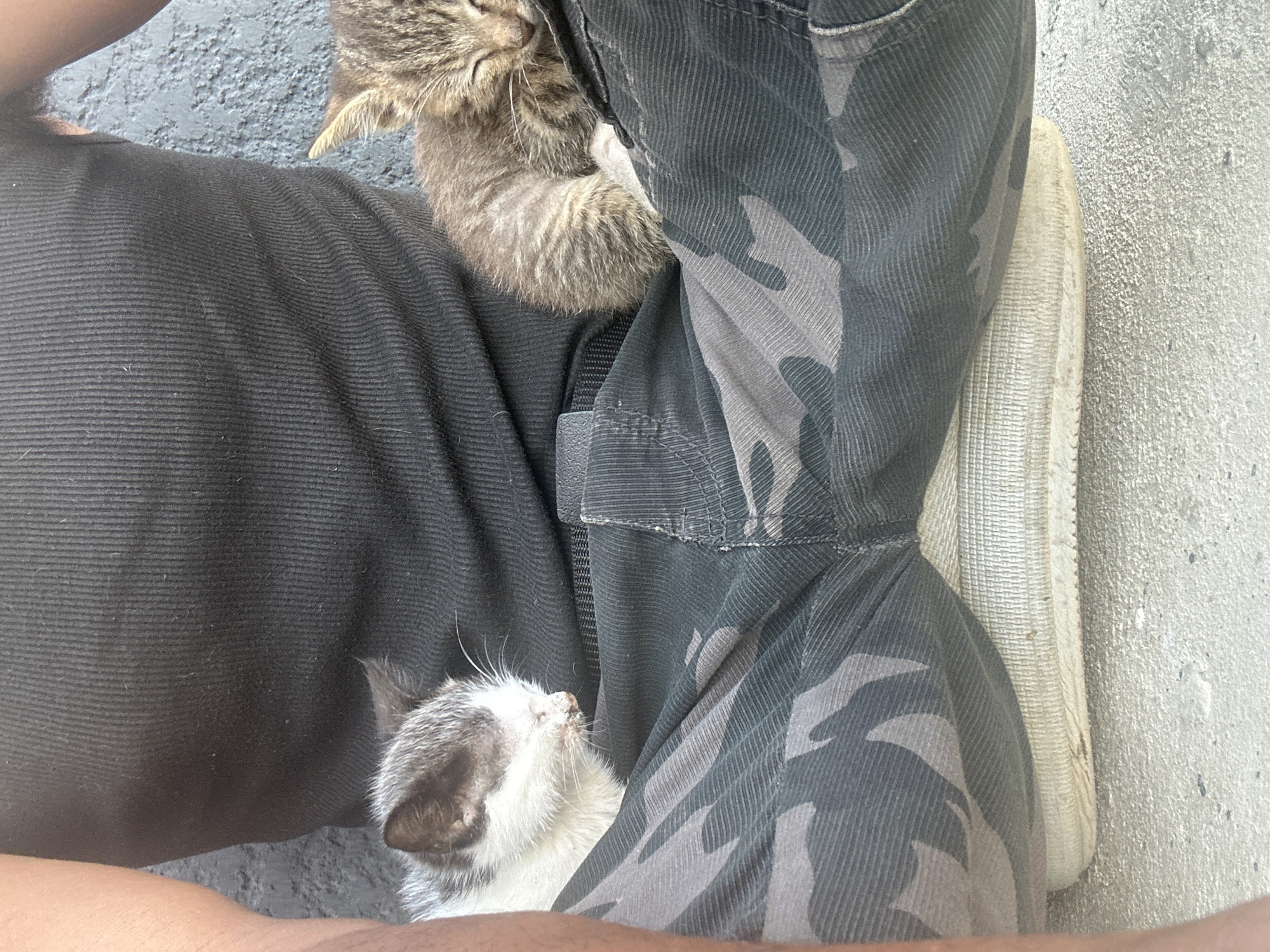 A top-down shot depicts a person sitting outdoors, likely in Jos, Nigeria, based on the request. The person is wearing black pants or shorts on their left leg and camouflage pants on their right leg, with a white shoe visible beside the camouflage leg. Two kittens are resting on the person's lap. One kitten is tabby, and the other is white and grey. The surface beneath appears to be concrete. The person is likely seated on the ground or a low surface.