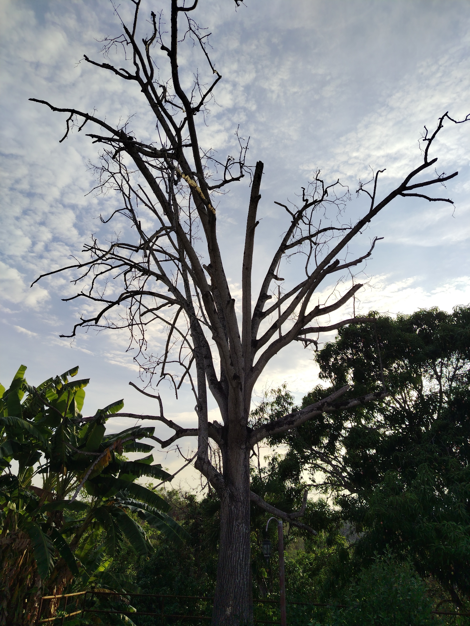 The image shows a tall, leafless tree in Los Leoncitos, Venezuela, with thin branches reaching towards a sky filled with wispy clouds. The tree's trunk is textured and extends from the bottom of the frame. To the left are banana trees with vibrant green leaves. To the right, another tree with dense foliage is visible. Below these trees is a thick undergrowth of green shrubbery. A metal pole with a decorative lantern is also visible among the foliage. The sky is a pale blue, and the lighting suggests it might be early morning or late afternoon.