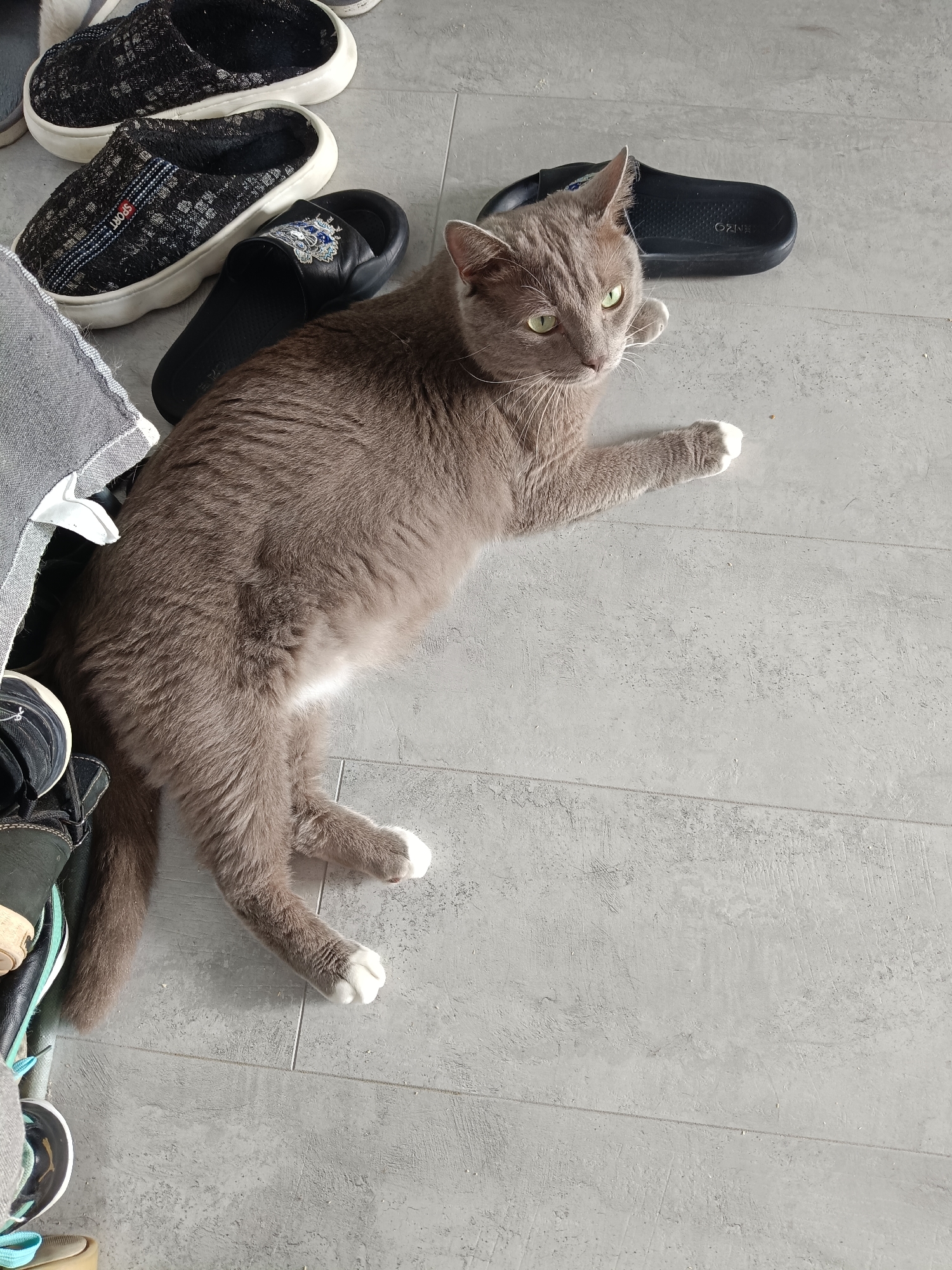 A grey cat with white paws lies on a grey tiled floor, surrounded by various footwear including black slip-on shoes, patterned slippers, and a black slide sandal. The cat is positioned in the center-left of the frame, with its body stretched out. Its gaze is directed slightly to the right, and its front right paw is extended. The environment appears to be indoors, possibly a hallway or entryway, given the presence of shoes. There is no indication of the specific location being Oryol-Izumrud, Russia.
