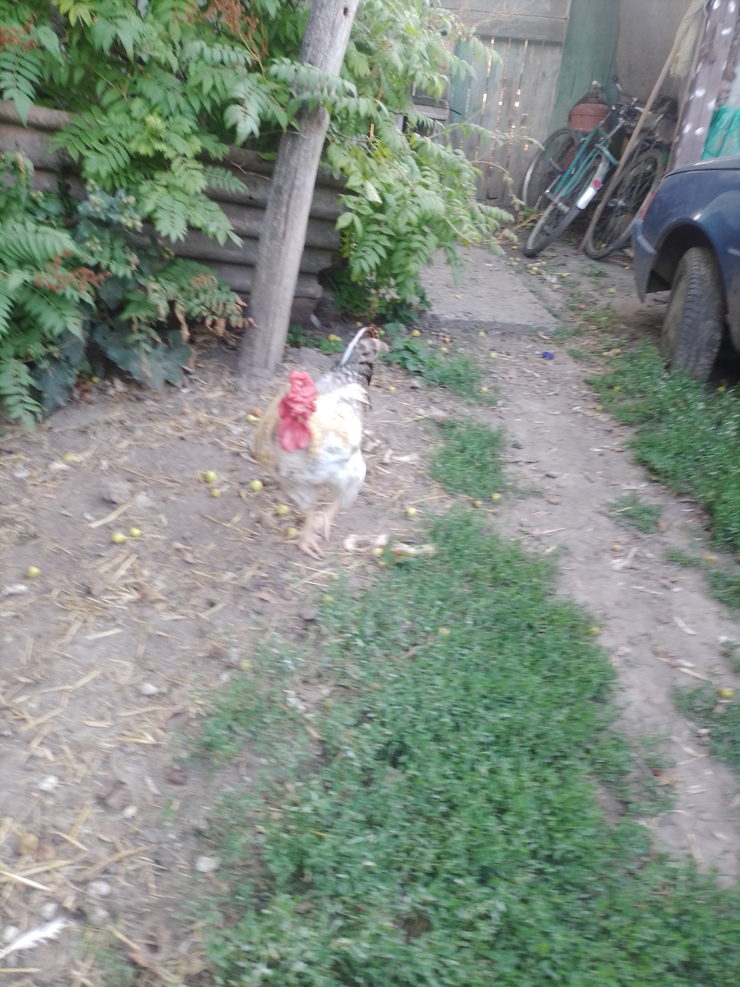 The image depicts an outdoor scene in the city of Ustyvytsia, Ukraine. In the foreground, a rooster with white and brown feathers and a red comb is walking on a dirt path. The path is scattered with dry grass and small yellow fruits. To the left of the rooster, lush green foliage covers a wooden fence. In the background, two bicycles are leaning against a weathered wooden structure. A portion of a blue car is visible on the right side of the image. The ground is uneven, with patches of green grass and bare earth.