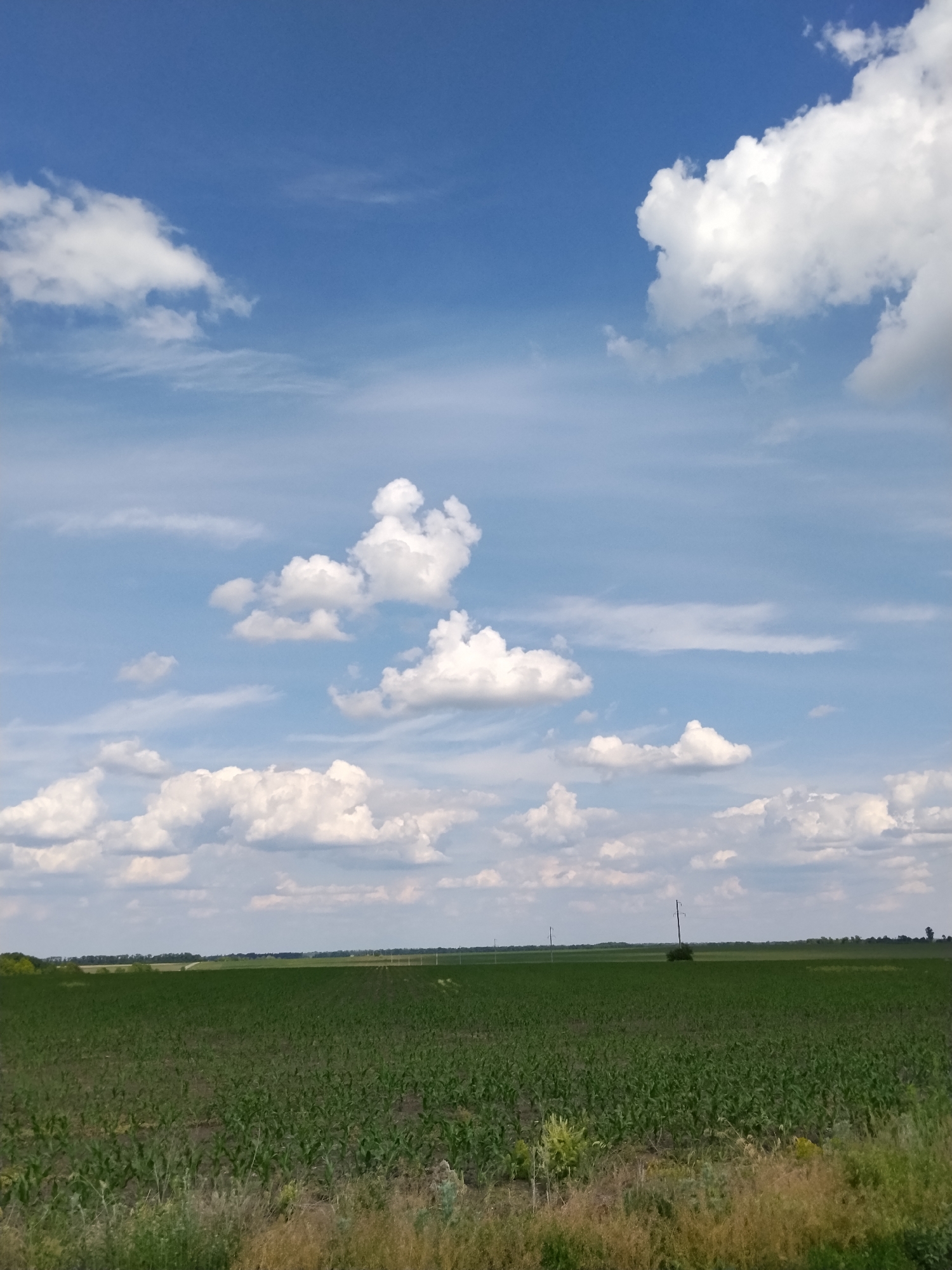 This image captures a vast, open agricultural landscape under a partly cloudy sky, located in Ruda, Ukraine. The upper two-thirds of the frame consists of a bright blue sky, which deepens in color towards the top and lightens towards the horizon. Numerous white cumulus clouds are scattered across the sky, varying in size and density, with some larger, denser formations present in the upper left and upper right, and smaller, more dispersed clouds populating the middle and lower sky.
The lower third of the image depicts the terrain, commencing with a foreground strip of uncultivated ground covered in dry, yellowish-brown grasses and some interspersed green vegetation. Immediately beyond this, a large, flat agricultural field extends into the midground and background. The field is systematically planted with young, green row crops, consistent with an early growth stage, revealing dark soil between the orderly rows.
Two slender, dark utility poles are visible vertically within the field in the mid-to-background, one positioned towards the center-right and another further to the left. A small, dark green cluster of vegetation, likely a bush or small tree, is situated near the utility pole on the right. The distant horizon shows a faint line of darker green foliage, indicative of trees or dense vegetation, beneath a slight atmospheric haze. The scene is illuminated by daylight, and no human figures or animals are present.