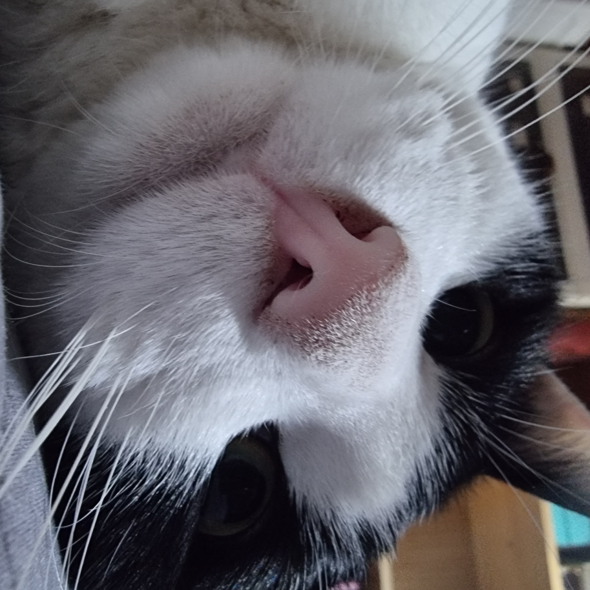 The image is a close-up, low-angle, indoor shot of a black and white cat's face. The cat's pink nose and a portion of its mouth are in sharp focus in the foreground. Its whiskers are long and white, fanning out from its muzzle. The cat's left eye is visible, a dark orb reflecting some light. The fur is a mix of white and black. The background is out of focus, showing hints of shelves and objects, suggesting an indoor environment, possibly a home. There are no people, actions, or interactions visible, nor is there any information about the location in Dunnae-myeon, South Korea.