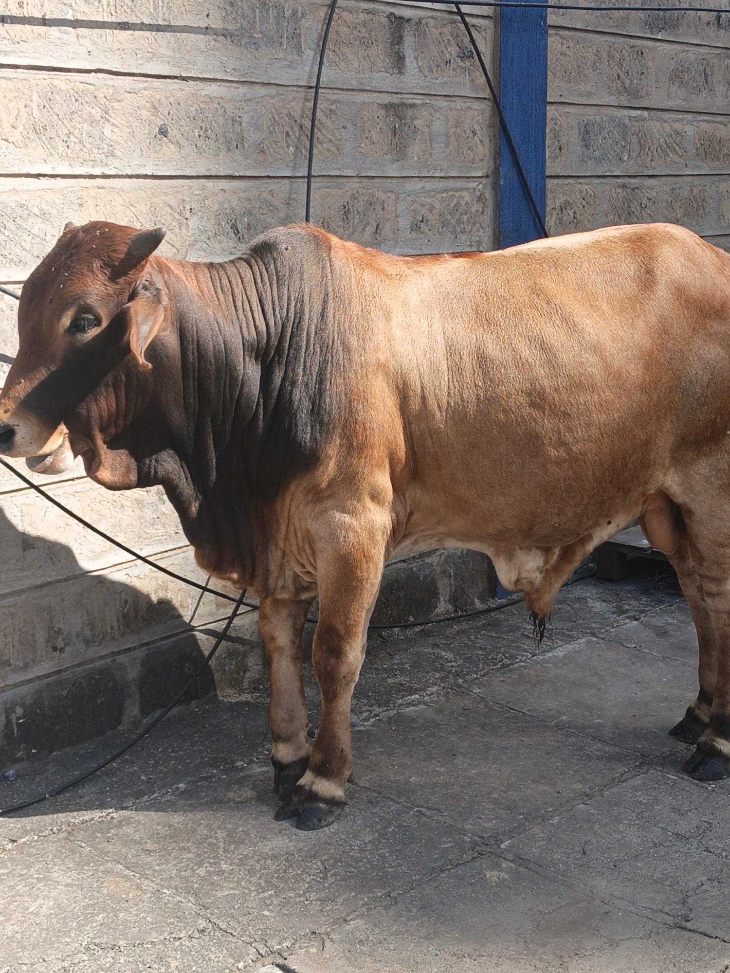 The image shows a light brown bull standing on a tiled surface next to a rough, gray brick wall. The bull has a darker brown neck and head. A black wire runs along the wall behind the bull, and a blue post is partially visible in the background. The scene appears to be set in an urban environment, possibly Nairobi, Kenya, given the architectural style of the brick wall and the generally urban context. The bull seems to be standing still, likely tethered or confined within the immediate space. No people are visible.