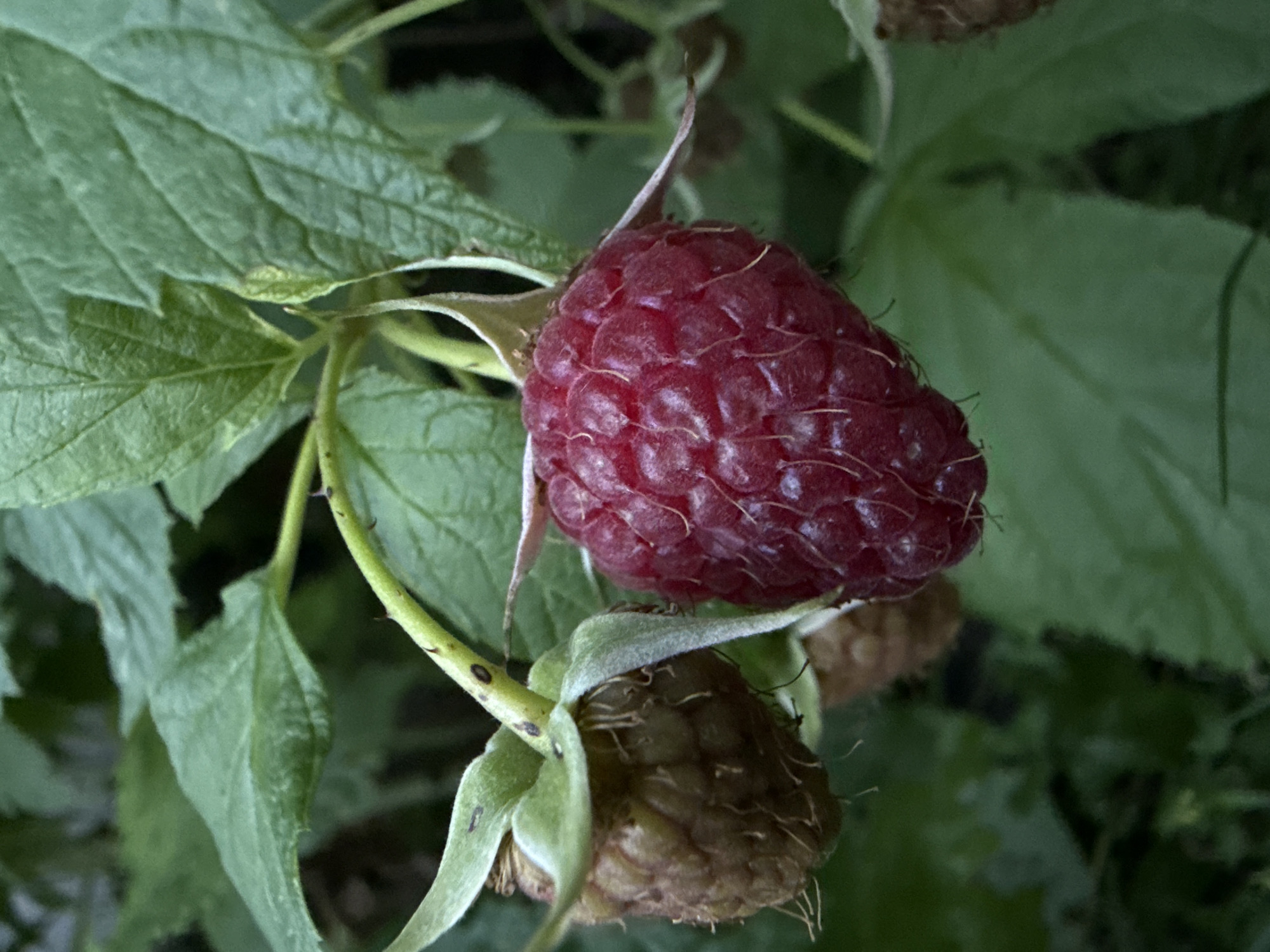 The image shows a close-up of a raspberry plant with two raspberries. One raspberry is ripe and deep red, while the other is still developing and greenish-brown. The raspberries are on a branch with green leaves and thorns visible. The background is blurred, showing more green foliage. The image does not contain any information about a city, location, or people.