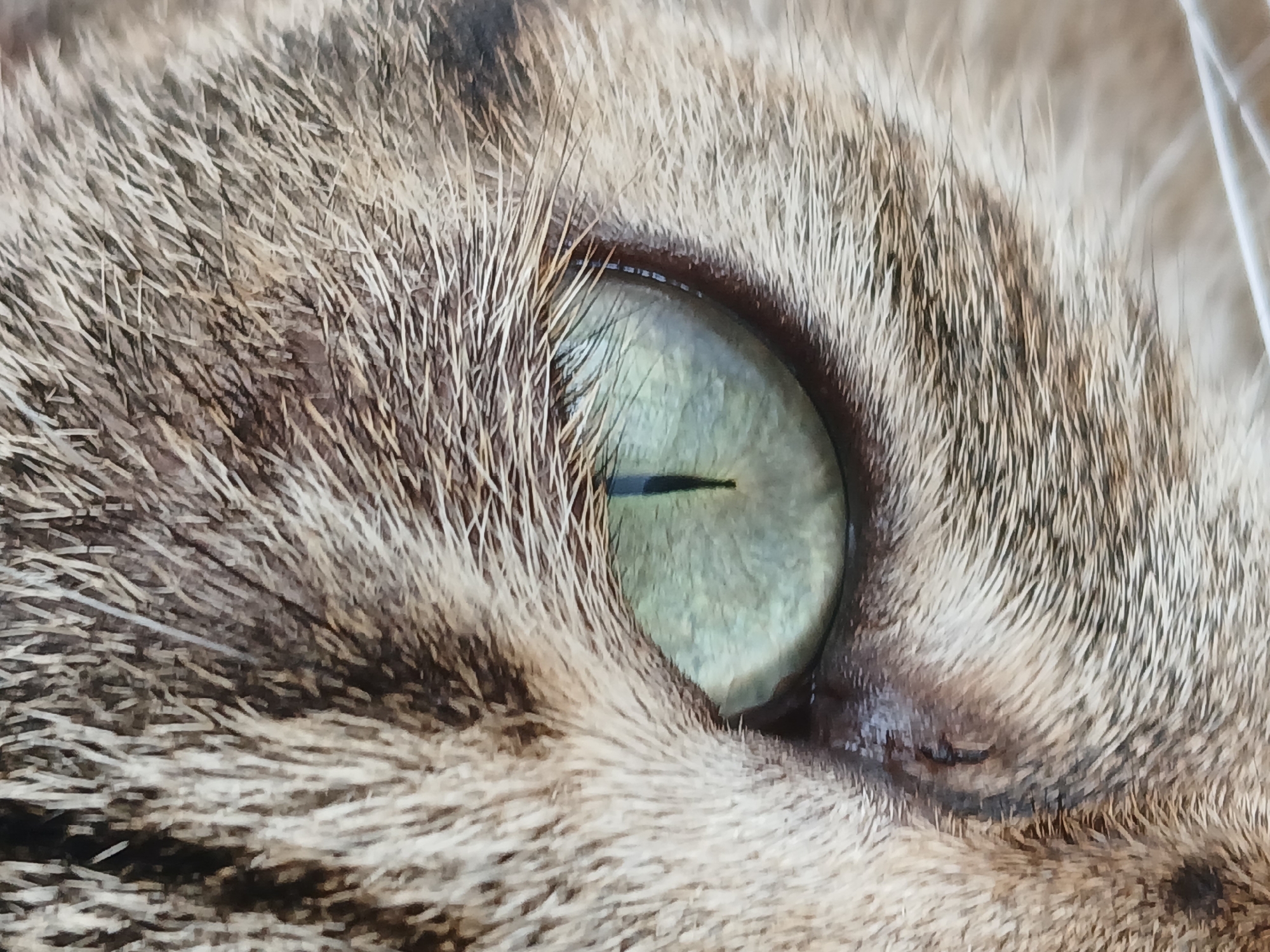 A close-up, horizontal, eye-level shot focuses on the eye of a tabby cat, revealing the intricate details of its fur and the striking green iris. The cat's fur exhibits a mix of brown and gray stripes, with individual hairs clearly visible. The eye, a vibrant shade of green, features a vertical black pupil, characteristic of felines. The surrounding area shows the texture of the cat's skin and whiskers. There is no discernible urban environment or indication of the city of Ciudad Guayana, Venezuela.