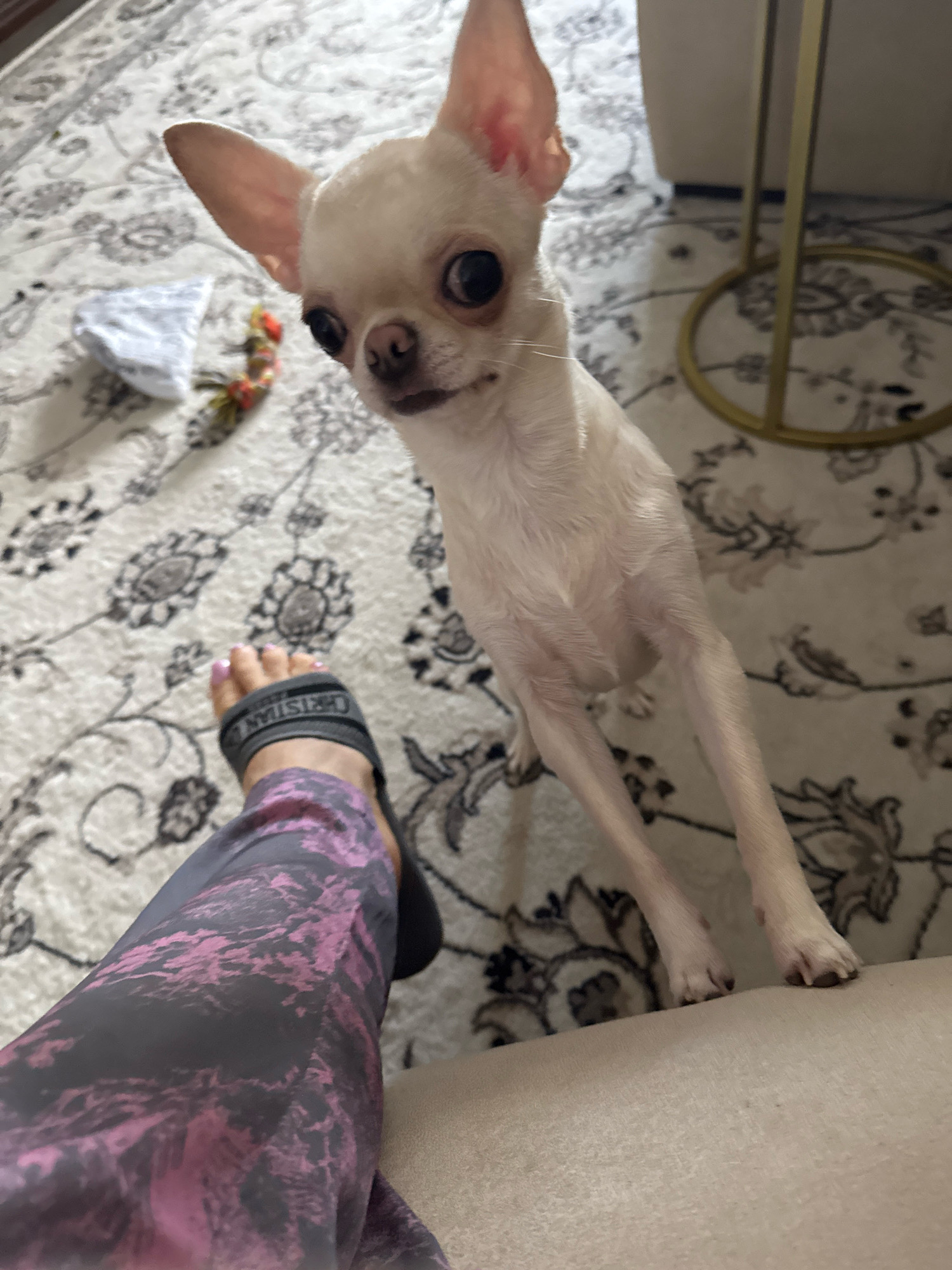 A chihuahua stands on its hind legs, reaching up to a beige sofa. The dog is light-colored with large ears and dark eyes. In the foreground, a human foot wearing a black slide sandal and purple and black patterned leggings is visible. The scene takes place indoors, on a patterned rug with floral motifs. A small white object and a colorful dog toy are on the rug behind the dog. A gold-colored metal side table is visible to the right of the dog.