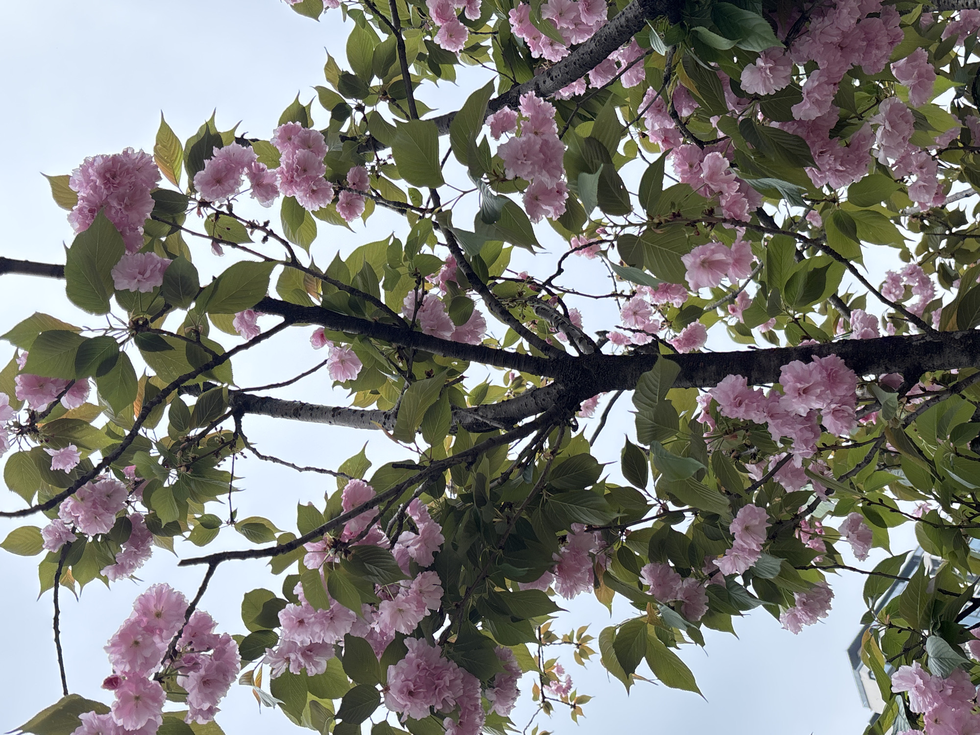The image displays a close-up, upward view of a deciduous tree with numerous clusters of light pink, multi-petaled blossoms and bright green leaves, located in Jiangjin, China. Dark, textured tree branches are prominent throughout the frame, with sections of the main trunk visible. The background consists of an overcast sky, with a faint outline of a building structure visible in the lower-left quadrant. No individuals or discernible actions are present.