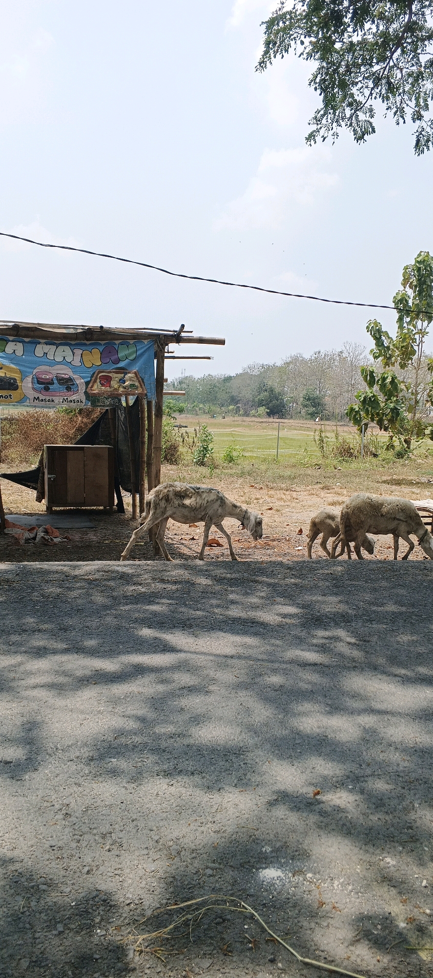 In Parengan, Indonesia, a rural scene unfolds with a roadside stall and grazing sheep. The stall, constructed from bamboo and corrugated metal, features a blue tarp with colorful text that appears to be Indonesian, possibly advertising "Mainan" (toys) and "Masak-Masak" (cooking). A small wooden cabinet is visible under the stall. In front of the stall, three sheep are present. One larger sheep, with a light-colored, patchy coat, is in the foreground, bending its head down as if foraging. Behind it, a smaller sheep is also feeding, and to its right, another adult sheep is grazing. The ground is a mix of dry soil and scattered leaves. Beyond the stall and sheep, a field of green rice paddies is visible, bordered by trees. The sky is bright blue with a few wispy clouds, and the sun casts shadows from overhead tree branches onto the paved foreground. A dark power line stretches across the upper portion of the image.