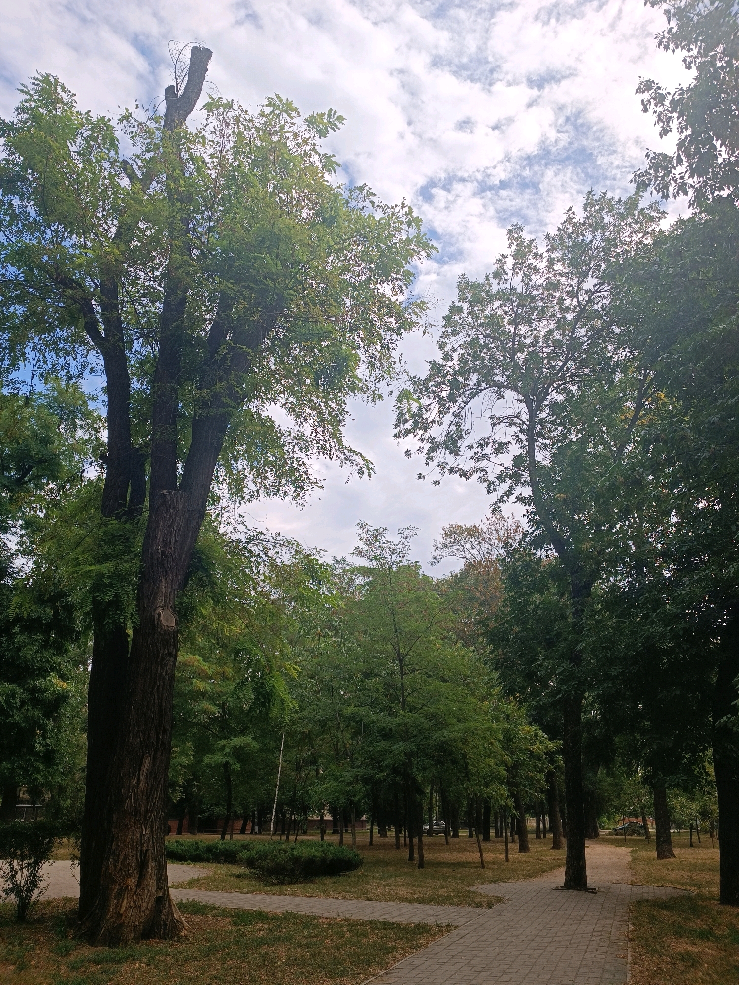 The image depicts a park area with paved walkways winding through a landscape of mature trees. The trees are dense, with lush green foliage, suggesting a temperate season. The sky above is partly cloudy, with white and light gray clouds scattered across a pale blue background.
In the foreground, a large tree with a rough, dark bark stands prominently on the left. Its branches spread widely, and some appear to have been trimmed, as evidenced by a visible cut at the top of the trunk. A paved pathway made of light-colored, rectangular stones begins in the lower right corner and curves into the scene, with another path diverging to the left.
The park appears to be an urban or suburban setting, with hints of man-made structures or vehicles visible in the distance through the trees. The ground is covered with dry grass and fallen leaves, indicating a natural, somewhat unmanicured environment. The overall impression is one of a tranquil public space, possibly a city park.
While the image doesn't explicitly show the location of Zaporizhzhia, Ukraine, the typical urban park design with paved paths, mature trees, and public seating areas is consistent with parks found in such Ukrainian cities. The scene captures a typical day in a well-established park.