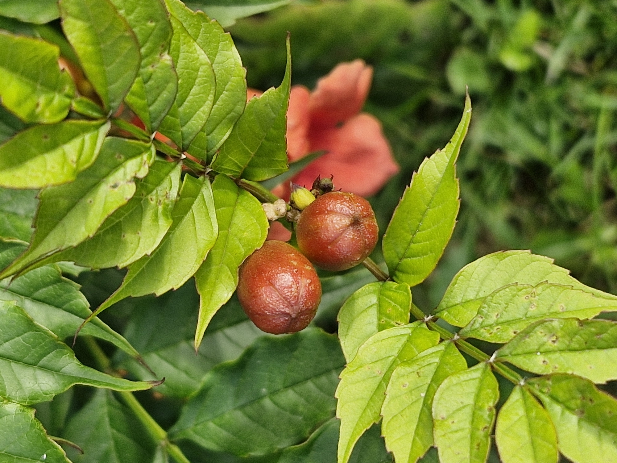 Two small, reddish-brown, rounded fruits are nestled among vibrant green leaves on a plant. The fruits appear slightly wrinkled and have visible veins. In the background, a blurred out orange flower and green grass are visible. The scene is an outdoor natural environment.