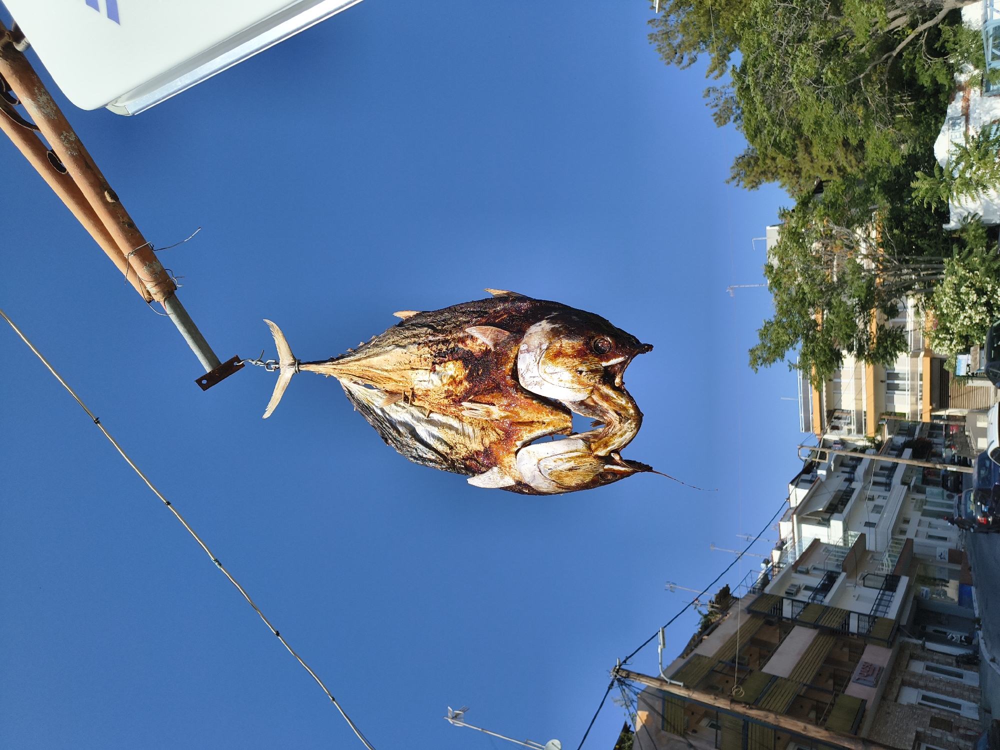 The image shows a close-up, low-angle view of two dried fish hanging upside down from a wire against a clear blue sky. The fish appear to be tuna, with their heads facing downwards and tails upwards, attached to a rusted metal pole extending from the right of the frame. The fish are a deep brown and orange color, indicating they have been dried or smoked.
In the background, the scene transitions to a street view in Limenaria, Greece. A narrow, paved street is visible, lined with multi-story buildings. These buildings feature balconies, windows, and a variety of architectural styles, suggesting a Mediterranean coastal town. Trees and foliage are also present, particularly on the right side of the image, interspersed with the buildings. Power lines and street lights are noticeable, strung across the street and between the buildings. Several parked cars are on the street, and a few figures are walking in the distance. The overall environment appears to be a sunny day in a populated urban area, with the focus on the unusual display of dried fish hanging overhead.