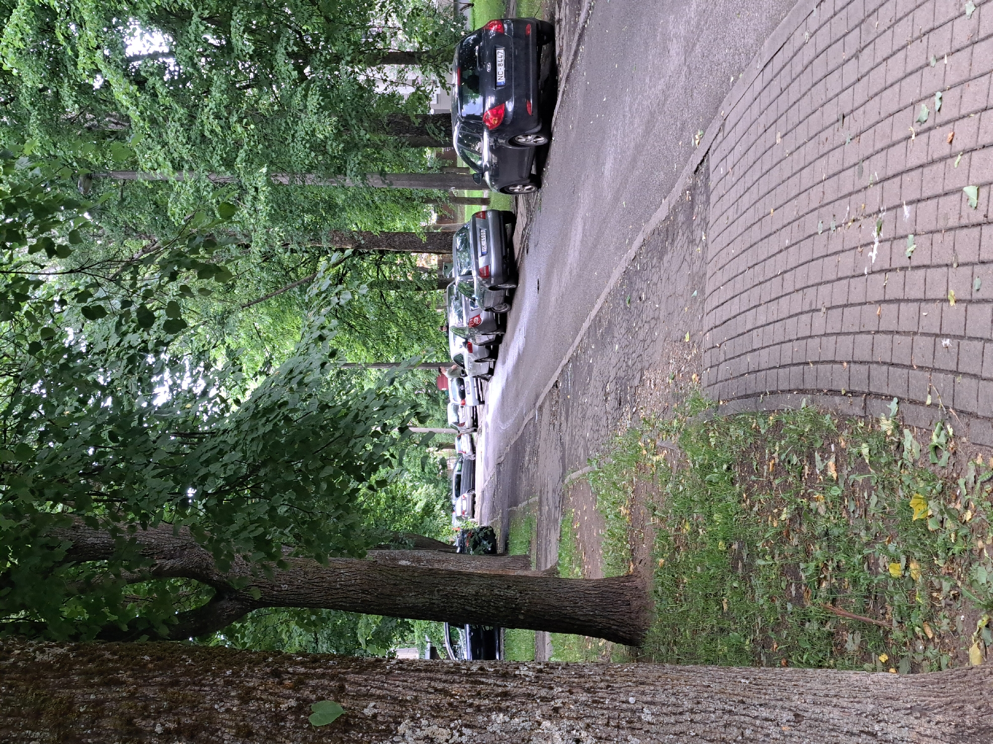 A street-level, medium shot captures a residential street lined with mature trees and parked cars in Riga, Latvia. The viewpoint is from the sidewalk on the left side of the street, looking forward. Tall, leafy trees with thick trunks flank the street, casting dappled shade on the paved sidewalk and the road. The sidewalk is made of gray interlocking paving stones and is bordered by a strip of grass and dirt. Several cars are parked along the right side of the street, facing away from the camera. The road is asphalt, showing signs of wear. The overall atmosphere is calm and residential, with no prominent human activity. The lighting suggests an overcast day.