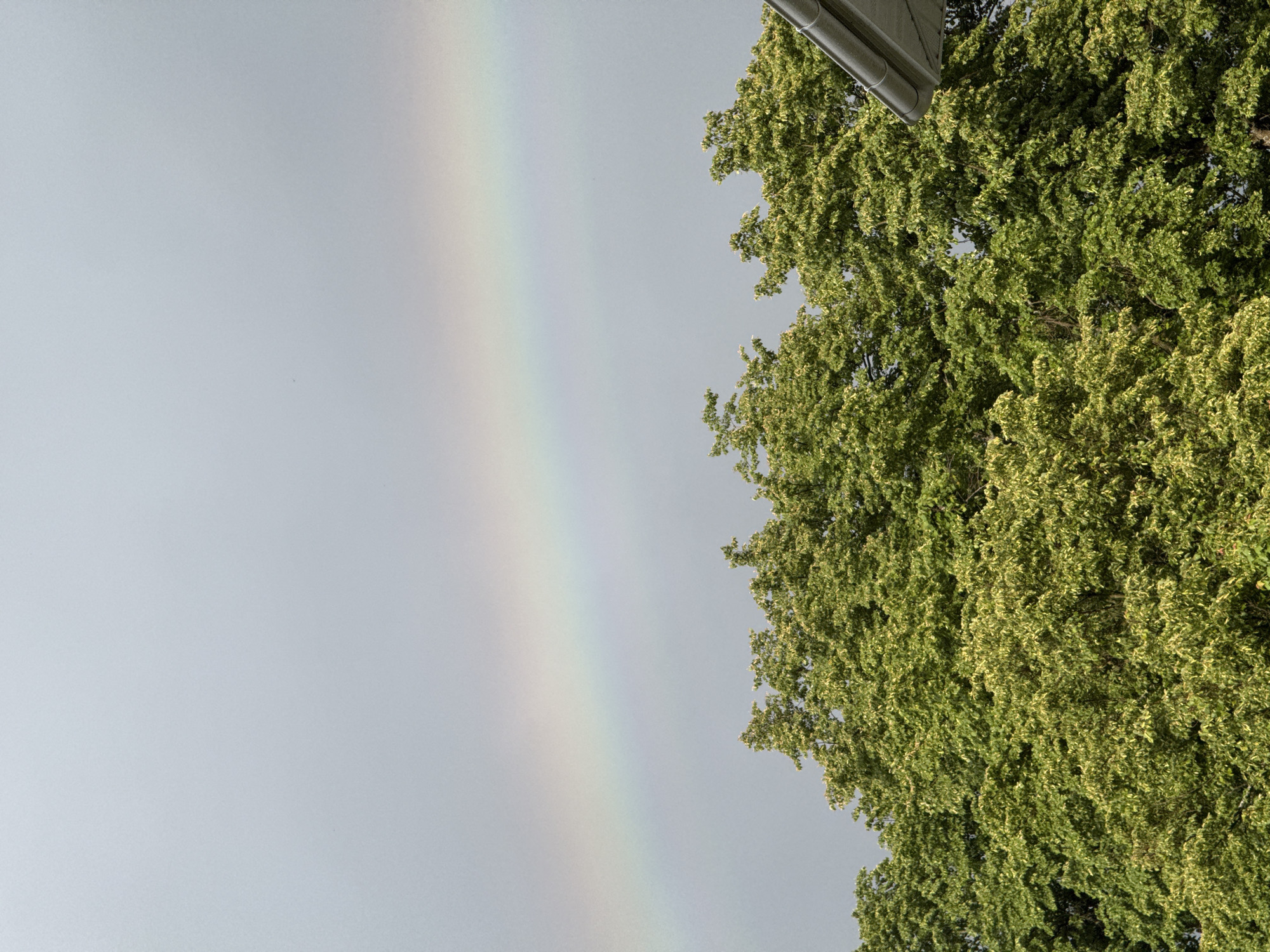 The image shows a pale rainbow in the sky next to a large tree. A building gutter is visible in the upper right corner. The photo appears to be taken in Sapronovo, Russia, but there's no concrete visual confirmation in the image. No people, actions, or interactions are visible. The environment appears overcast.
