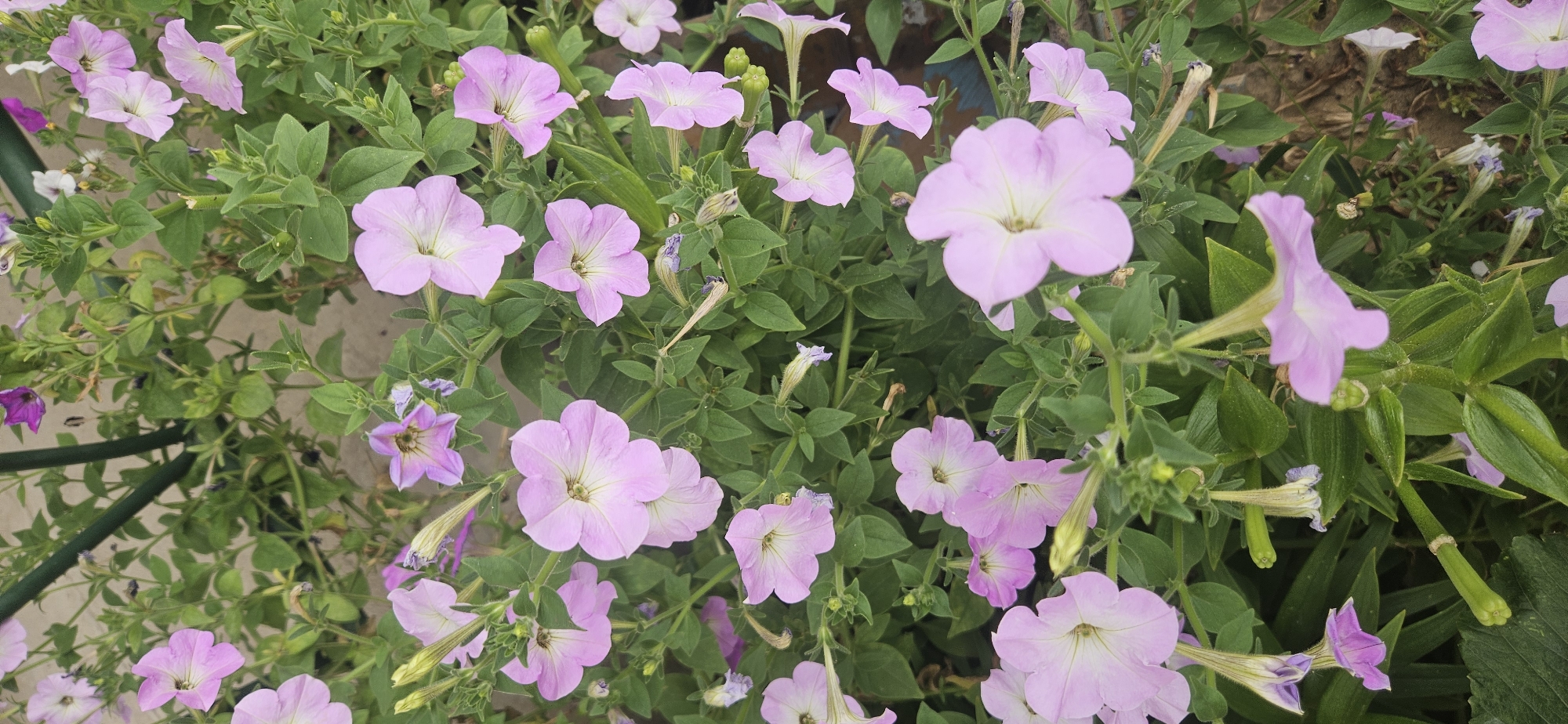 The image shows a close-up, top-down view of a dense cluster of light purple petunia flowers and green foliage. The flowers are predominantly in bloom, with a few buds and some withered blooms visible. The setting appears to be an outdoor garden or planter. The ground beneath the plants is obscured by the foliage and flowers. There are no people or animals present in the image. The image does not contain any information that would suggest a location in Aktobe, Kazakhstan.