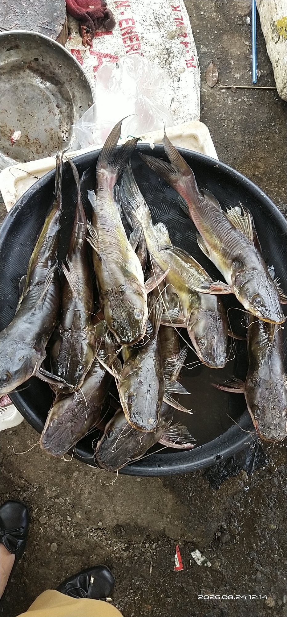 The image displays a close-up, overhead view of a collection of freshly caught catfish arranged in a black plastic basin. The fish are mostly whole, with their bodies glistening. Several of the catfish have long, thin barbels extending from their mouths, a characteristic feature of this species. The basin is filled with a small amount of water, and some of the fish are submerged.
In the background, a dirty metal bowl and a white tarp are visible. The tarp appears to have some text printed on it, but it is largely obscured. A small, red piece of cloth is also present near the tarp. The ground is a mix of dirt and small pebbles, indicating an outdoor setting. The overall scene suggests a market or a place where fishing produce is being sold or prepared.
The lower part of the image shows a person's legs and feet, wearing black shoes. The environment appears to be somewhat damp and rough. The timestamp "2026.08.24 12:14" is visible in the bottom right corner of the image.
While the image itself doesn't explicitly state the location, the user has provided context that this scene is from the city of Tamiang Layang, Indonesia. Therefore, it is reasonable to infer that this scene depicts a market or a fishing area in Tamiang Layang.