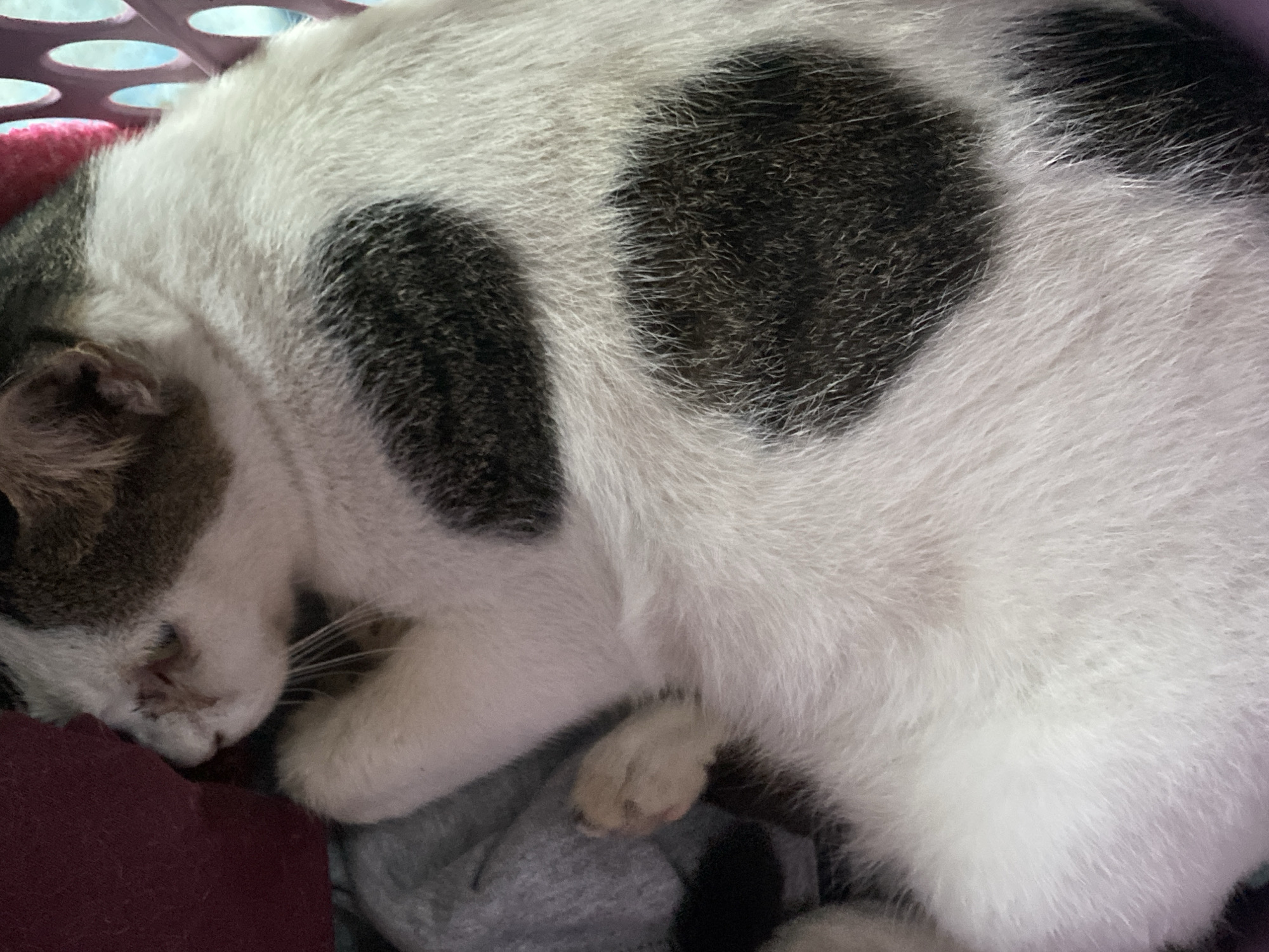 A close-up shot focuses on a calico cat, predominantly white with large black and brown patches, curled up in a cozy resting position. The cat's face, partially visible, shows a white muzzle with prominent whiskers and dark patches around its eyes and ears. One paw is tucked protectively near its face. The background reveals a soft, pink, possibly woven material and a glimpse of a purple object. The cat appears to be in a comfortable, indoor setting. The scene is undated and unlocated to a specific place within Davao City, Philippines.