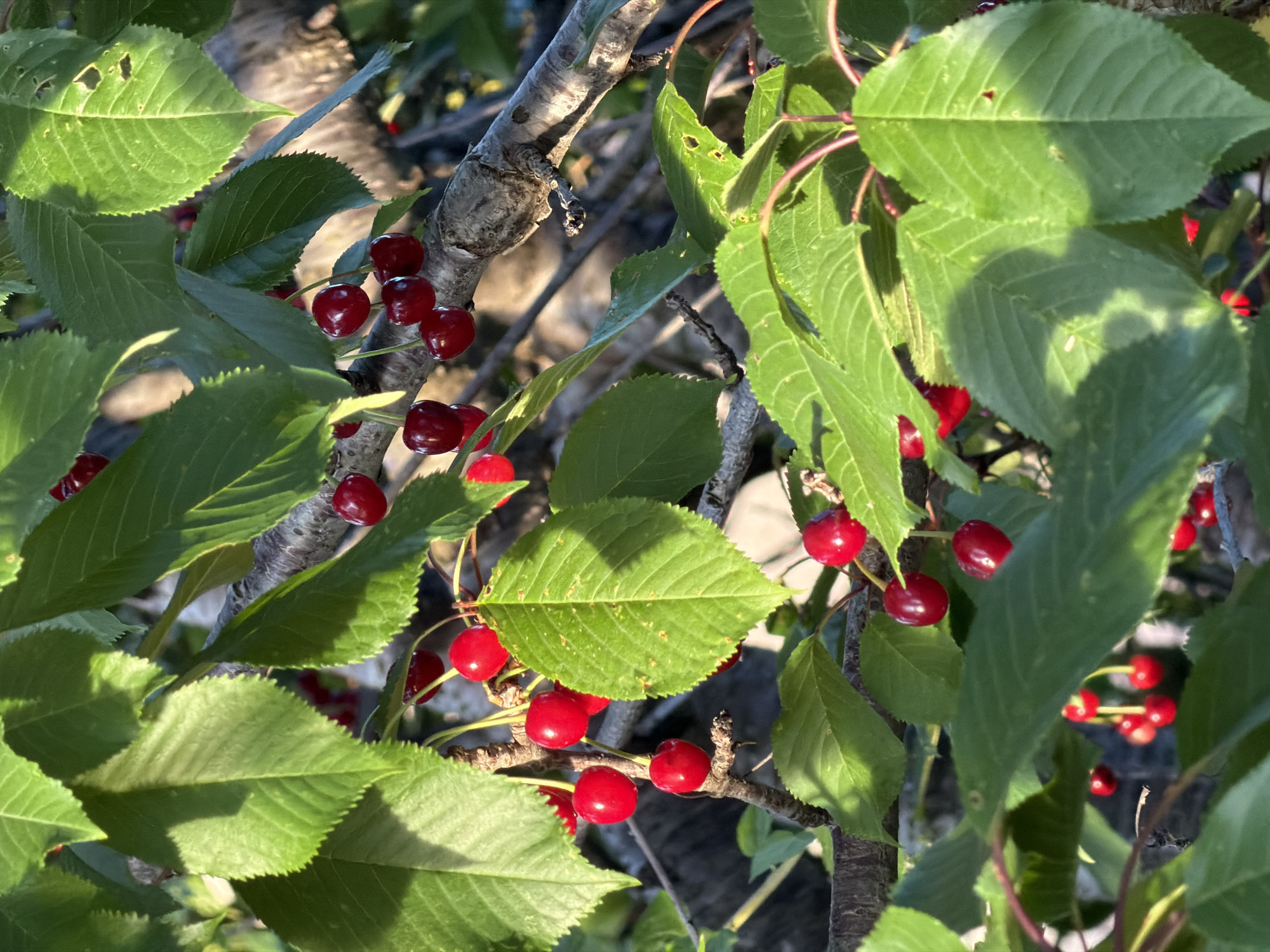 The image shows a close-up of a cherry tree branch laden with ripe red cherries and green leaves. The branch is a light gray color with visible texture. The leaves are vibrant green, with serrated edges. The cherries are clustered in groups, hanging from thin stems. The scene is filled with natural light and shadow. The location, Krašići, Montenegro, is not evident in the visual content of the image.