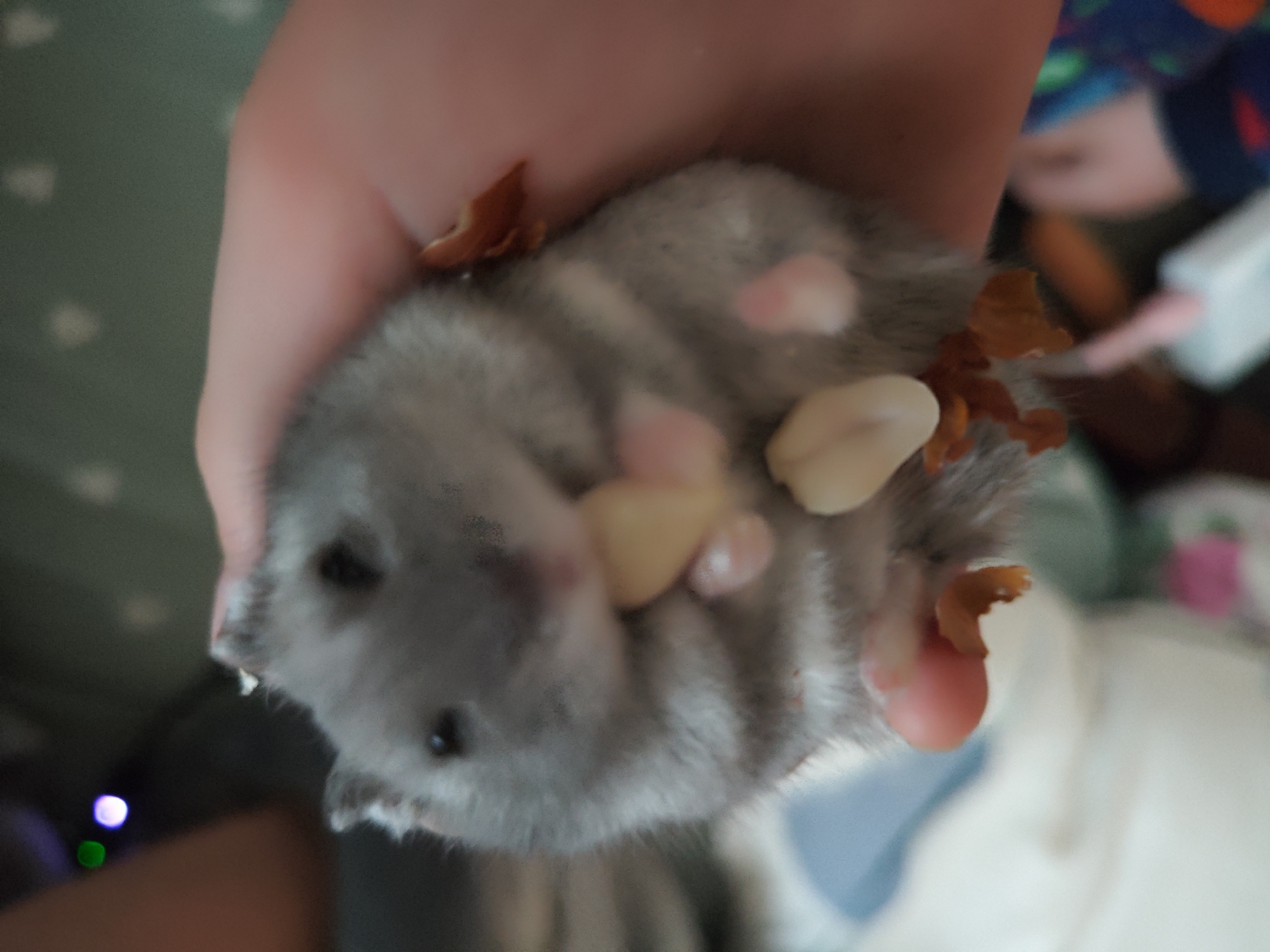 A close-up, shallow depth of field shot shows a small, grey hamster being held in a person's hand. The hamster is curled up, and its paws are visible. The background is blurred and shows a greenish, patterned surface. The image is taken indoors, with soft lighting. The hamster appears to have some dried food pieces or bedding attached to its fur.