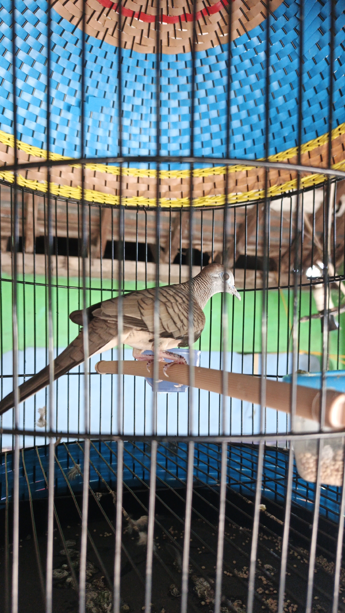 A zebra dove is perched on a wooden dowel inside a bird cage in Santing, Indonesia. The cage has a woven plastic interior with blue, yellow, and brown sections. The dove is facing right, with its head slightly tilted. Its feathers are predominantly grey and brown with distinct black stripes on its wings and neck. The cage floor appears to be soiled with bird droppings and seeds. The background outside the cage is a blurred green wall.