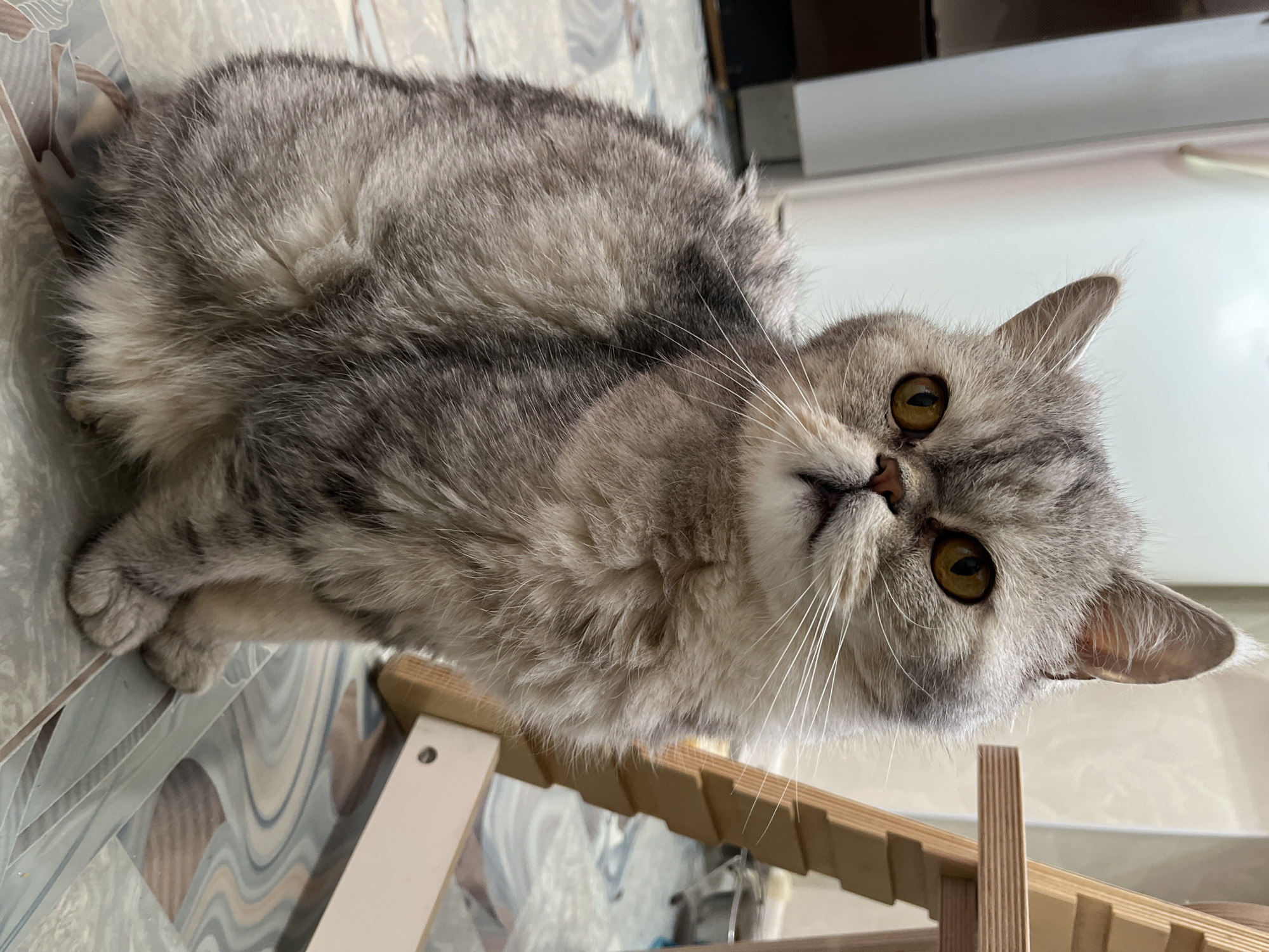 An indoor, medium-close-up shot features a fluffy grey and white tabby cat looking directly at the camera with an alert and curious expression. The cat has dense, soft fur with a mix of grey, silver, and cream tones, prominent white whiskers, and striking large amber-yellow eyes. Its small pink nose and pointed ears are clearly visible.
The cat is positioned on a tiled floor with a distinct geometric pattern in shades of grey, white, and light blue/brown. Part of a light-colored wooden structure, possibly a cat tree or small ladder, is visible in the lower right of the frame. The background is slightly out of focus, showing hints of white surfaces and indistinct objects, typical of a home interior. The overall lighting suggests an indoor setting, possibly with natural light or bright artificial illumination. The image was captured in Chaikovsky, Russia. There is no visible text.