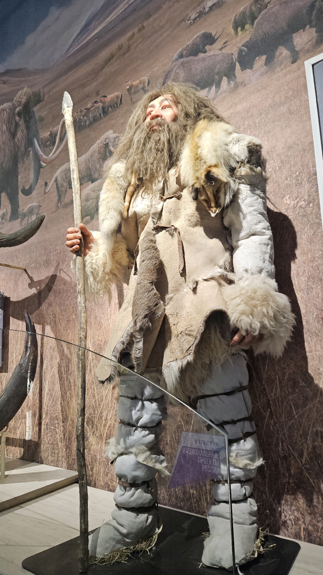 This image depicts a museum exhibit showcasing a life-sized diorama of a prehistoric human. The figure, likely a representation of a Neanderthal or early Homo sapiens, stands tall and is dressed in animal furs and hides. They are holding a wooden spear with a stone tip. The background of the diorama is a painted mural depicting a prehistoric landscape with mammoths and other large mammals. The figure is positioned in the foreground, with the mural serving as the backdrop. A glass display case with a sign is partially visible in the lower right portion of the image. The sign is in Russian and appears to be related to cultural projects. The exhibit is likely located in a museum in Ulyanovsk, Russia, as indicated by the sign referencing "Projects of Russia". The lighting suggests an indoor environment, consistent with a museum setting.