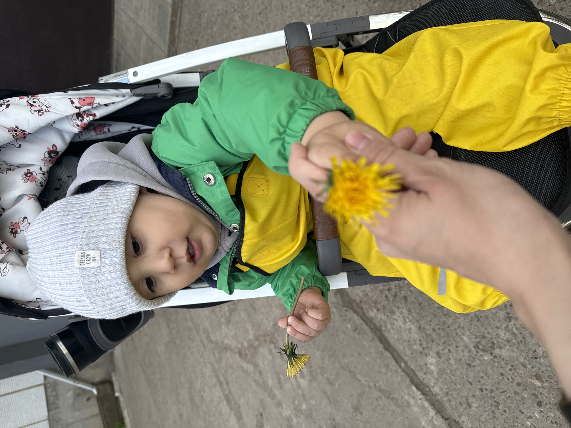 A baby in a stroller holds a dandelion in their hand, which is being presented to the baby by another person. The baby is wearing a grey hat, a grey hoodie, a yellow and green jacket, and yellow pants. The stroller has a black seat and a white and grey canopy. The scene appears to be outdoors on concrete.