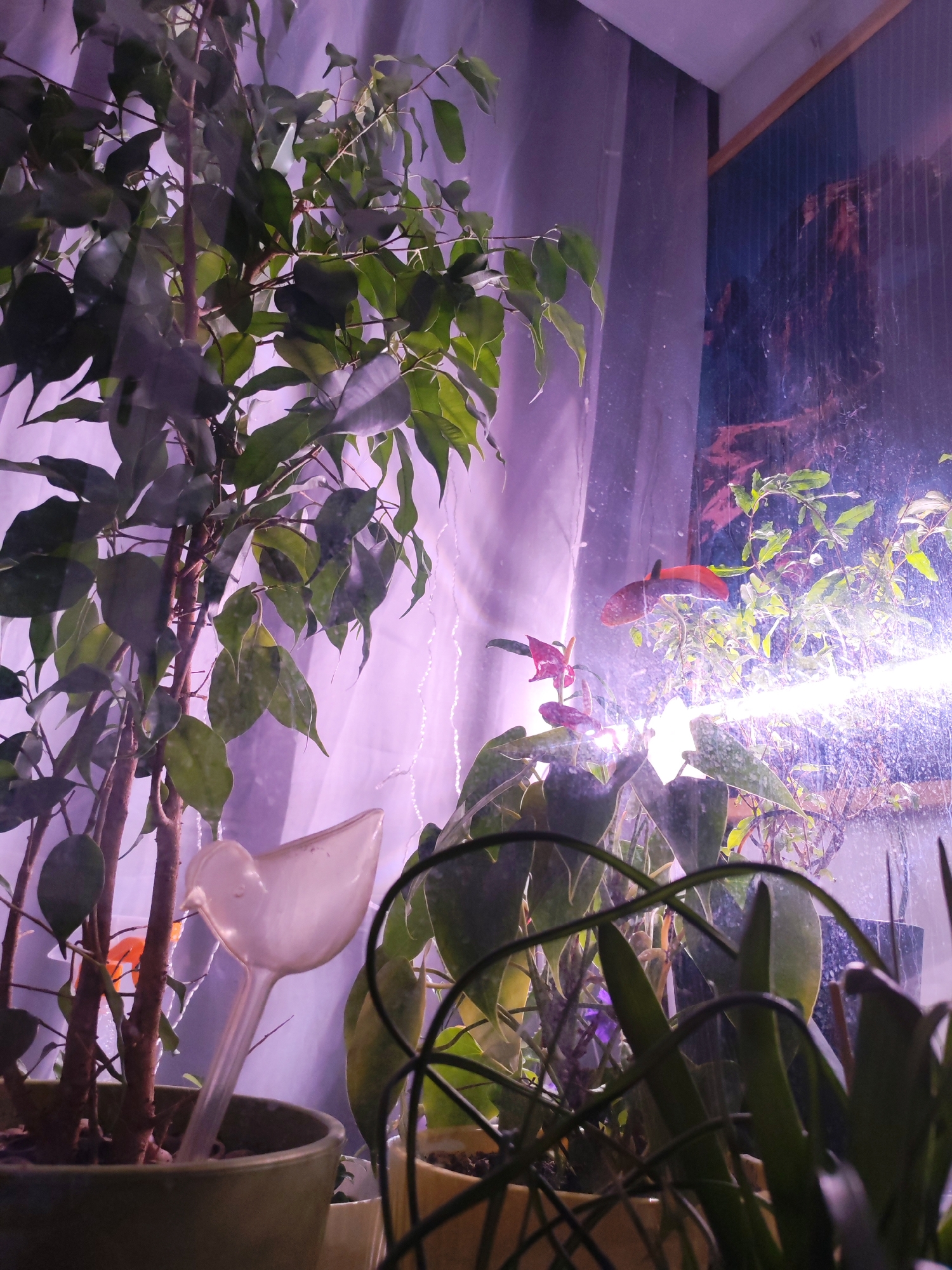 The image depicts a domestic interior, potentially a home in Izhevsk, Russia, although this cannot be conclusively determined from the image alone. The scene is dominated by indoor plants arranged in pots. The main subjects are the plants, which include what appears to be a Ficus tree on the left and other unidentified varieties of foliage. A plastic watering device shaped like a bird is visible in the pot of the Ficus tree. Behind the plants, a glass aquarium or terrarium containing aquatic plants and at least one red fish, possibly a goldfish or koi, is illuminated by an artificial light source. A translucent white curtain hangs behind the aquarium. The background features a framed print or mural on the wall. The lighting in the room seems artificial and has a strong purplish cast.