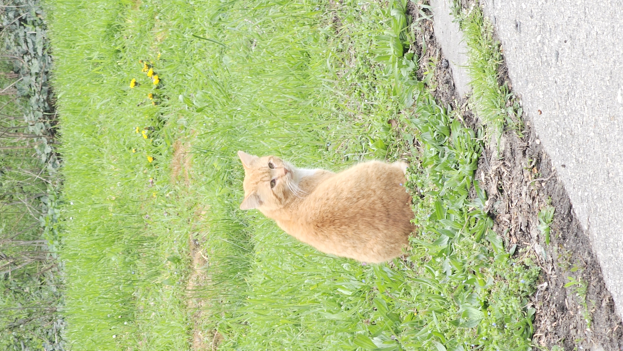 An orange cat sits in tall green grass next to a concrete sidewalk. Yellow dandelions are scattered in the grass. The location is likely Varna, Bulgaria.