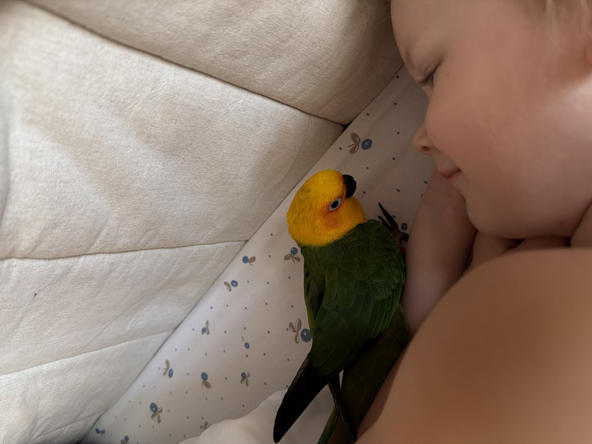 A close-up shot shows a yellow-headed green parrot resting on the arm of a sleeping baby. The baby's face is nestled into the pillow, with closed eyes and a peaceful expression. The parrot is positioned near the baby's head, its beak touching the baby's cheek. The scene appears to be in a crib, with a beige-colored padded bumper and a white sheet with a delicate blue floral pattern visible. The lighting suggests an indoor setting, possibly in the morning or evening. The image is taken from a high angle, looking down into the crib. There is no indication of the city of Khimki, Russia, in the image.