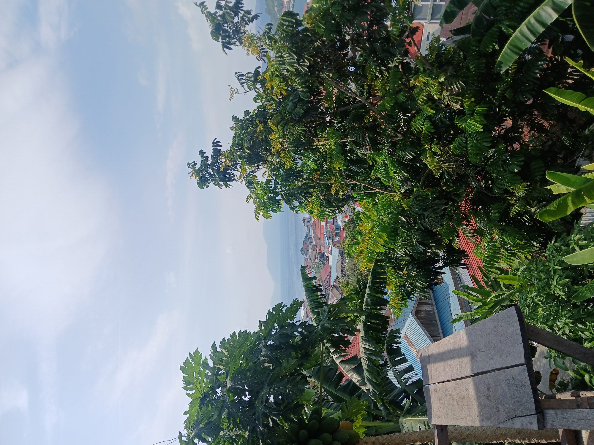 This is a medium-shot, high-angle outdoor photograph taken on a sunny day, likely in Terempa, Indonesia, showcasing a lush, tropical landscape overlooking a coastal town and the sea. In the foreground, to the left, is a papaya tree with green papayas and large, segmented leaves. To the right, a dense tree with smaller, compound leaves dominates the mid-ground. Partially visible in the lower left is a wooden platform constructed from rough-hewn planks, supported by wooden posts.
Beyond the vegetation, the scene opens up to reveal a cluster of buildings with multi-colored roofs, characteristic of a coastal settlement. The roofs are predominantly red, orange, blue, and grey. Further in the distance, the calm, blue sea stretches towards the horizon, meeting a hazy sky with scattered clouds. Mountainous terrain is faintly visible along the distant coastline. The overall impression is one of a serene, elevated view of a tropical town nestled between dense greenery and the sea. There are no people visible in the image.