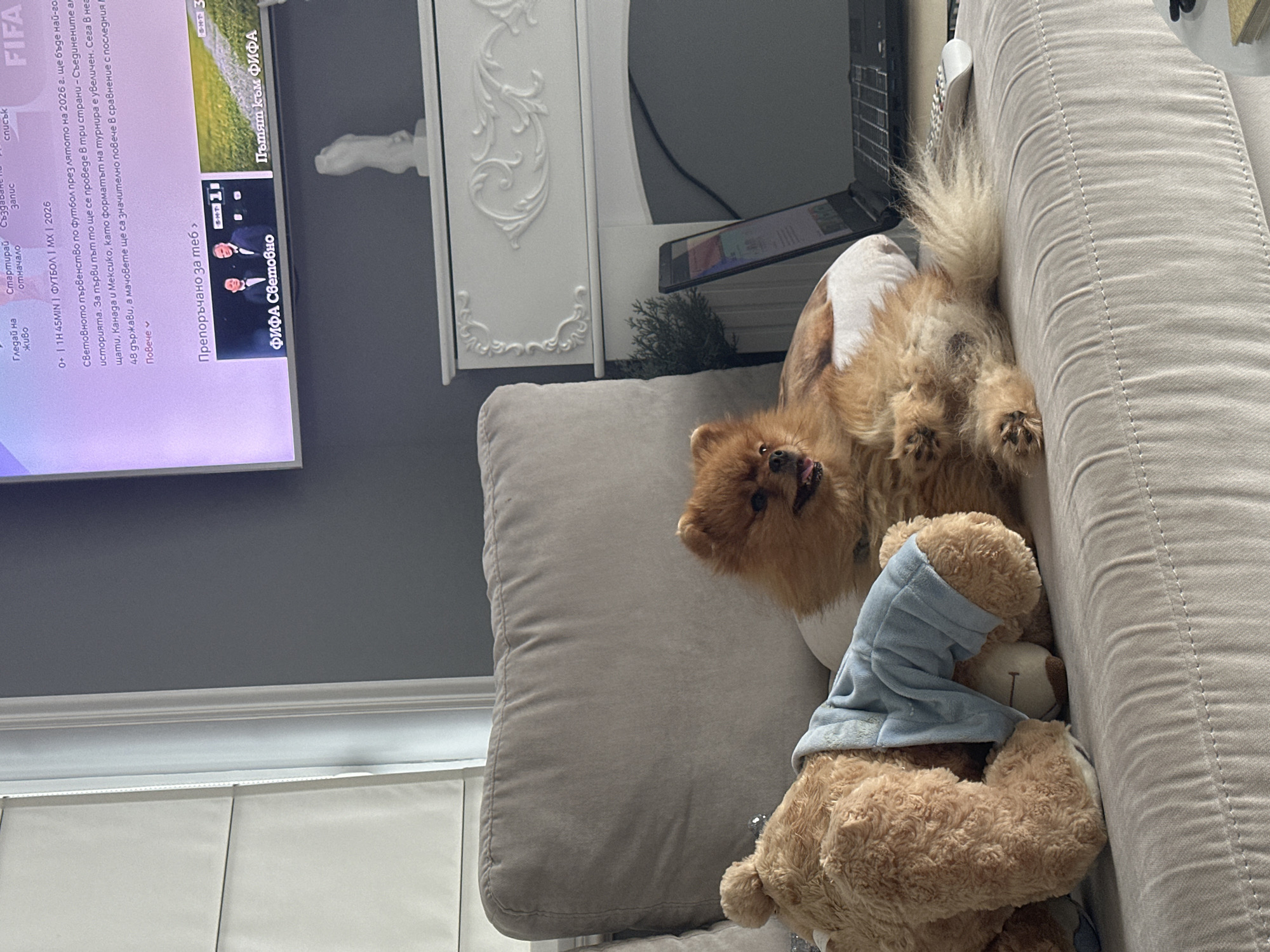 The image depicts an indoor scene, likely a living room, with a Pomeranian dog lying on a sofa. The dog is a fluffy, light brown color and appears relaxed, with its mouth open. Beside the dog is a large teddy bear, partially covered by a light blue garment. In the background, a television screen displays content, possibly a news broadcast or a sports-related program, featuring text in Bulgarian and images of people and landscapes. The room also contains a white decorative fireplace mantel with ornate carvings, and a laptop computer is placed on a stack of books to the right of the dog. The overall ambiance suggests a comfortable and casual setting. The presence of the Bulgarian language on the television indicates the location could be Bulgaria, but no specific details about Asenovgrad are visible in the image.