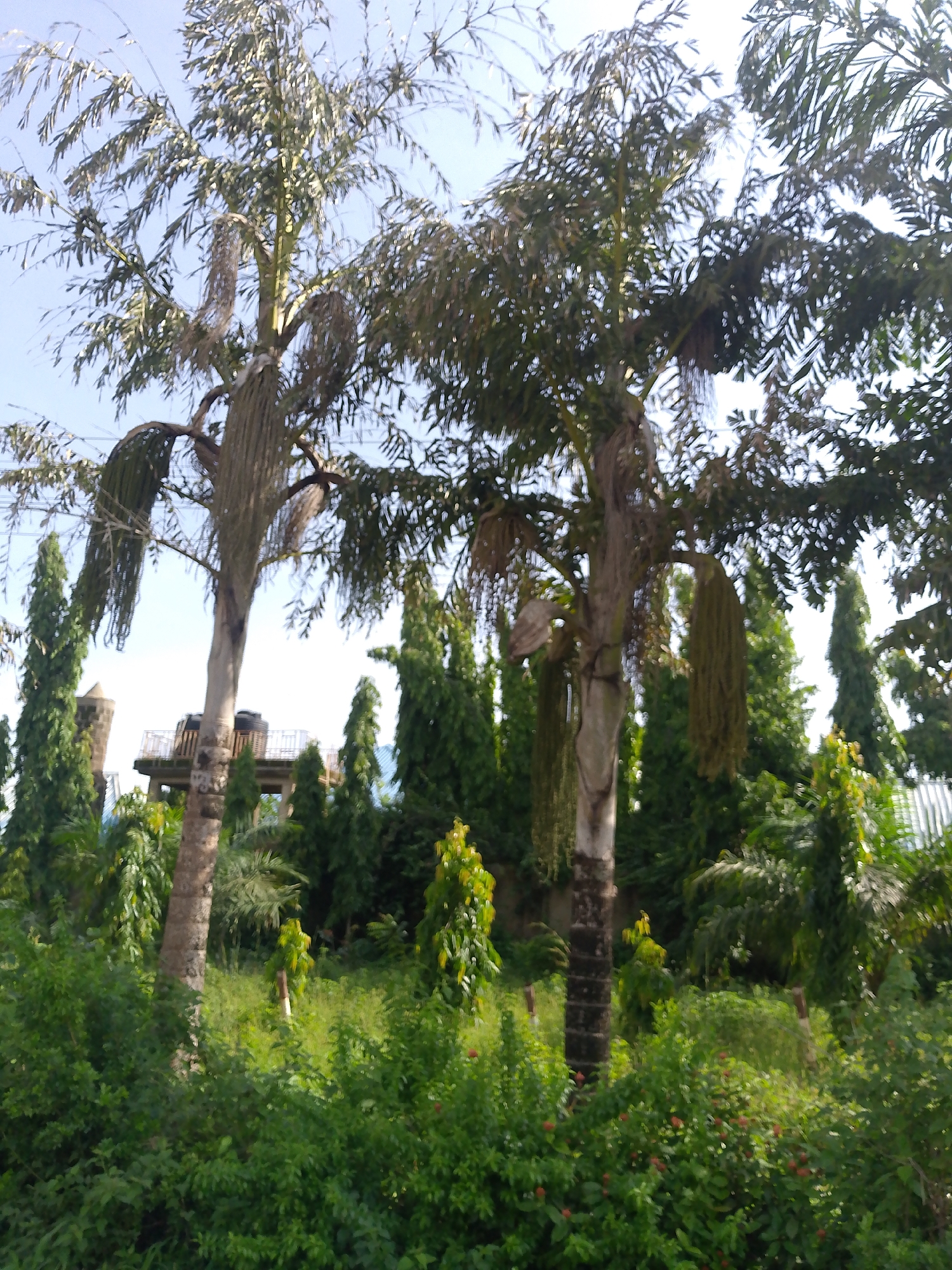 The image depicts a cluster of trees, predominantly palm trees, with lush green foliage and a clear blue sky overhead. In the background, a multi-level structure, possibly a water tower or a viewing platform, is visible, supported by concrete pillars and featuring railings. The presence of power lines suggests an urban or semi-urban setting. The surrounding environment is characterized by dense vegetation, including smaller trees and shrubs, indicative of a park, garden, or natural area within the city of Keffi, Nigeria. No people or animals are present in the frame. The overall impression is one of a vibrant, green landscape under a bright sky.