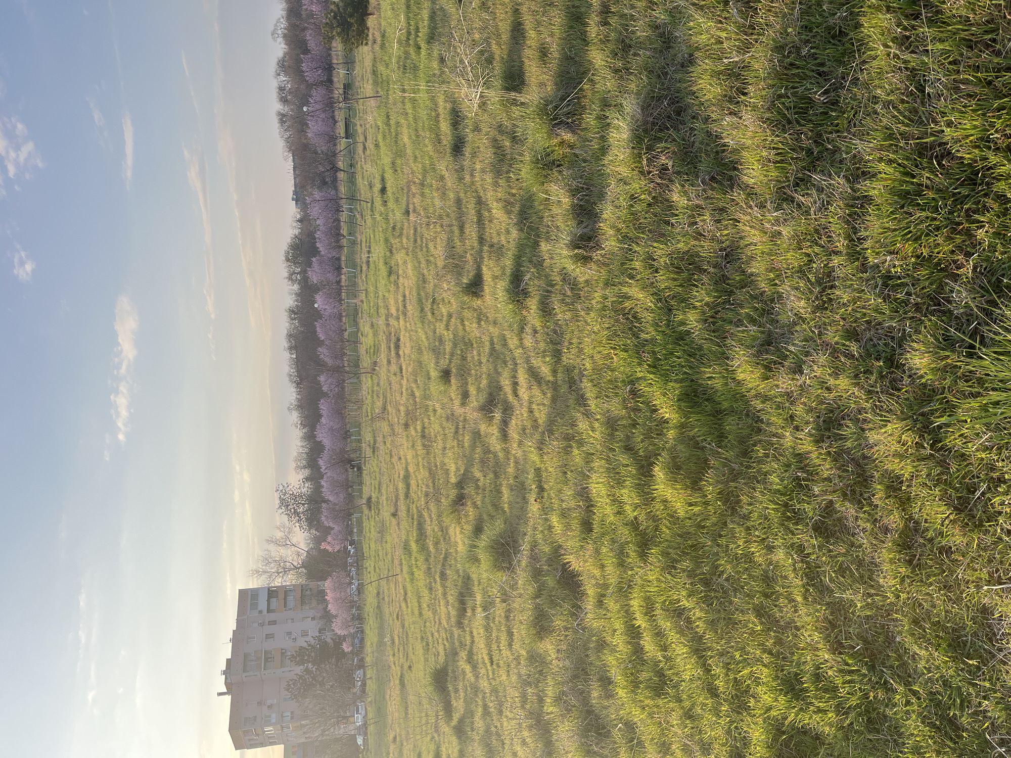 The image captures an urban park scene in Plovdiv, Bulgaria, during daylight hours, characterized by a low-angle sun casting warm light from the left. The foreground comprises an expansive, unkempt grassy field exhibiting varied shades of green and yellowed foliage. In the midground, a distinct, uniformly spaced line of trees with vibrant pink blossoms, consistent with flowering cherry or almond trees, traverses horizontally. These trees display visible white-painted trunks. Interspersed among these trees are park benches and tall, modern streetlights. Behind this flowering tree line, a denser band of deciduous trees, primarily bare or with nascent leaves, forms a darker natural barrier.
To the left in the background, a multi-story, light-colored residential apartment building featuring multiple balconies is partially visible, with several vehicles parked at its base. Towards the right side of the frame, within the line of blooming trees, a single, indistinct dark figure is observable seated on a park bench. The sky above is light blue with scattered white cloud formations.