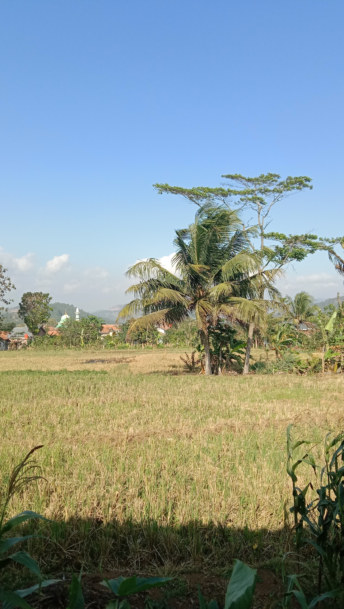 The image depicts a rural landscape in Karangmangu, Indonesia, under a clear blue sky. In the foreground, a harvested rice paddy stretches across the frame, with dry stalks of rice casting shadows on the ground. A few green plants, possibly corn stalks and taro leaves, are visible in the lower portion of the image. Dominating the middle ground is a cluster of coconut trees, their fronds rustling in the breeze. Behind the coconut trees, a village scene unfolds, with houses featuring reddish-brown roofs nestled among lush greenery. A distinctive green-domed building, likely a mosque, stands out against the backdrop of rolling hills. Further in the distance, more trees and hills fade into a hazy horizon, suggesting a mountainous or hilly terrain. The overall scene is tranquil and agrarian, characteristic of rural Indonesian villages.