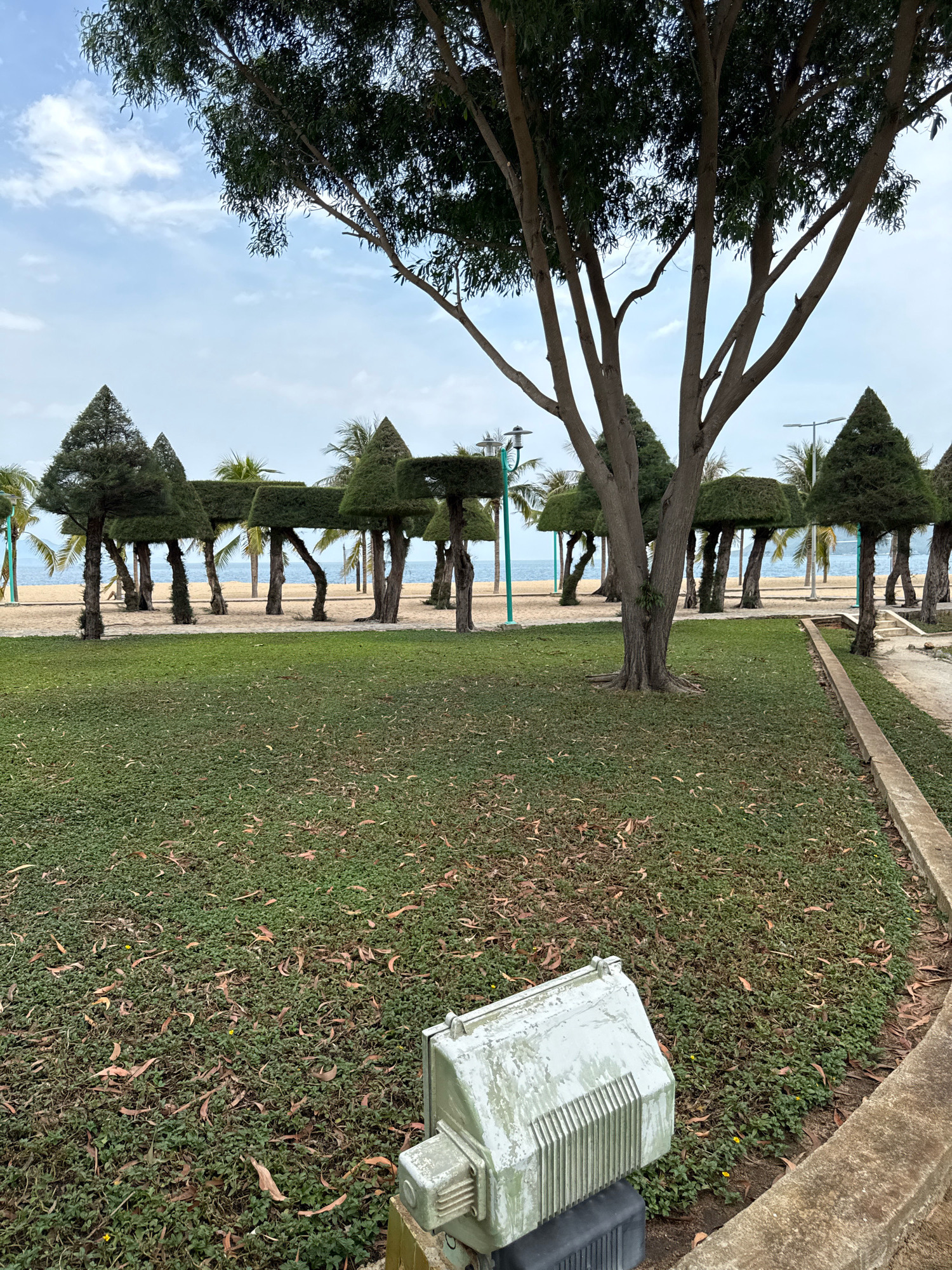 The image depicts a park area with a beach and the ocean in the background. The park features manicured trees, some with a distinctive mushroom-like shape created by severe pruning. A large eucalyptus tree with multiple trunks dominates the foreground, its branches reaching towards a cloudy sky. The ground is covered in dense green grass interspersed with fallen leaves. In the lower right corner, a weathered, light-colored utility box with a ribbed front is visible, resting on a black base. A concrete pathway curves along the right edge of the park. Beyond the manicured trees, a sandy beach meets the calm blue ocean, with a few palm trees visible further in the distance. The scene appears to be in Nha Trang, Vietnam, given the tropical vegetation and coastal setting. There are no people or animals present in the image. The overall atmosphere is serene and well-maintained.