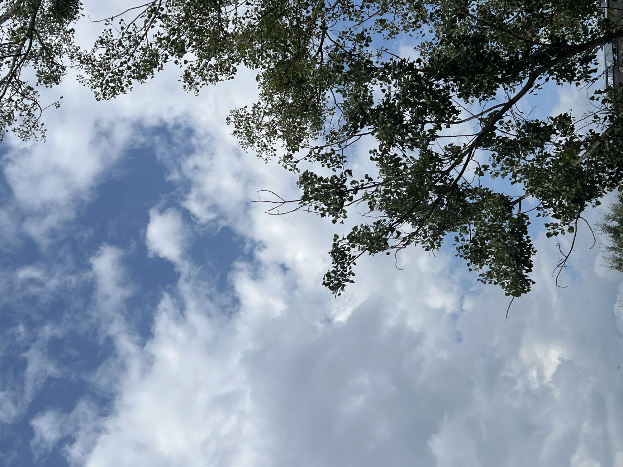The image shows a view looking up at a cloudy sky with branches of trees. The sky is a mix of blue patches and white clouds, some of which appear fluffy and others more diffused. The trees have green leaves and dark branches, with some bare twigs visible. The perspective suggests the photo was taken from ground level, looking upwards. There are no people or specific landmarks visible to indicate a location within Warsaw, Poland. The scene is natural and outdoor.
