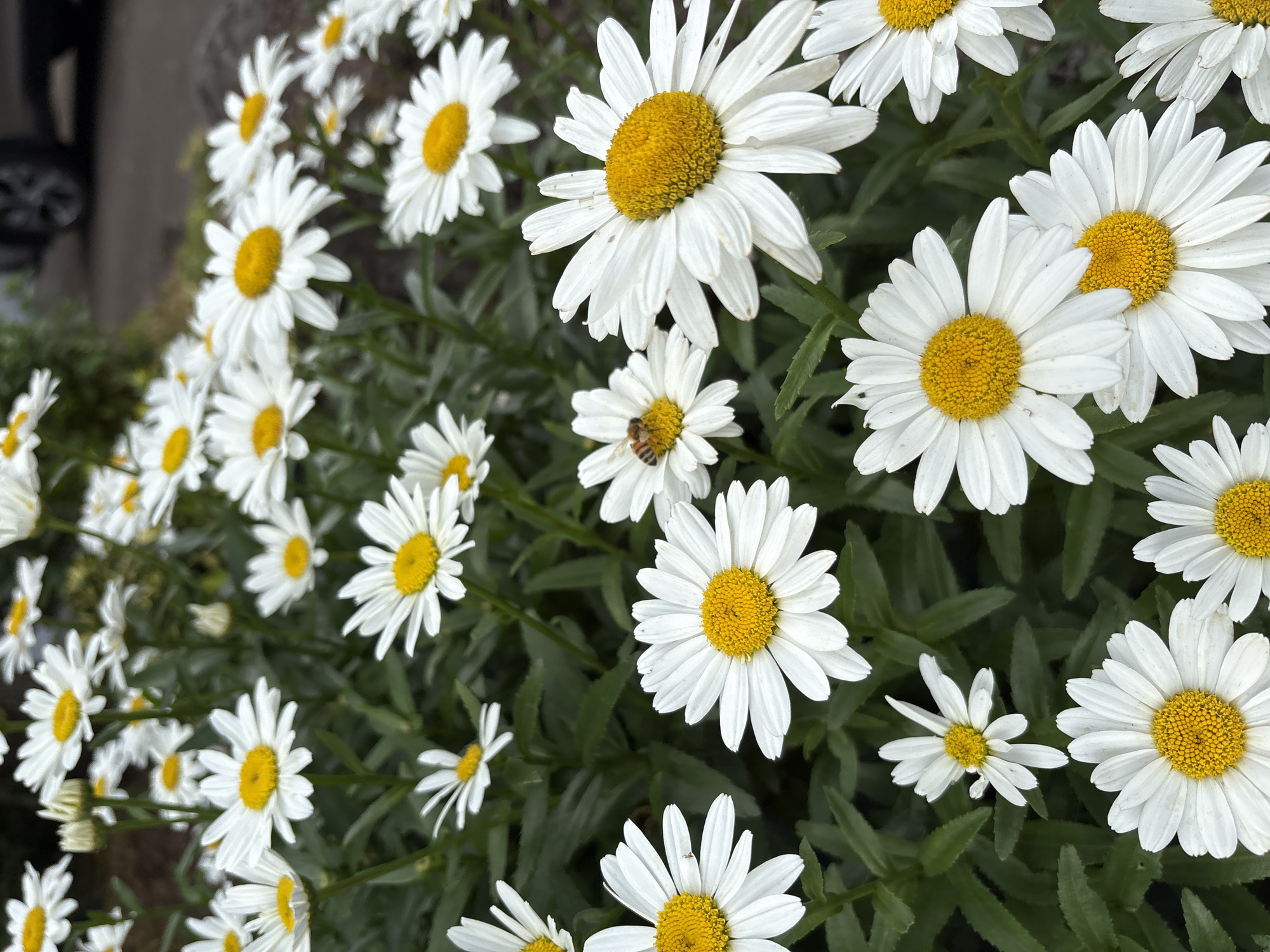 A close-up, eye-level shot captures a dense cluster of white daisies with bright yellow centers. The flowers are in various stages of bloom, with some fully open and others still budding. A single bee is visible on the center of one daisy, appearing to collect pollen. The background is a blur of green foliage and a dark, out-of-focus surface, possibly pavement or gravel, with a hint of a dark-colored vehicle in the upper right corner. The lighting is natural, suggesting an outdoor environment, likely a garden or roadside. The overall impression is one of natural beauty and a moment of insect activity within a floral landscape.