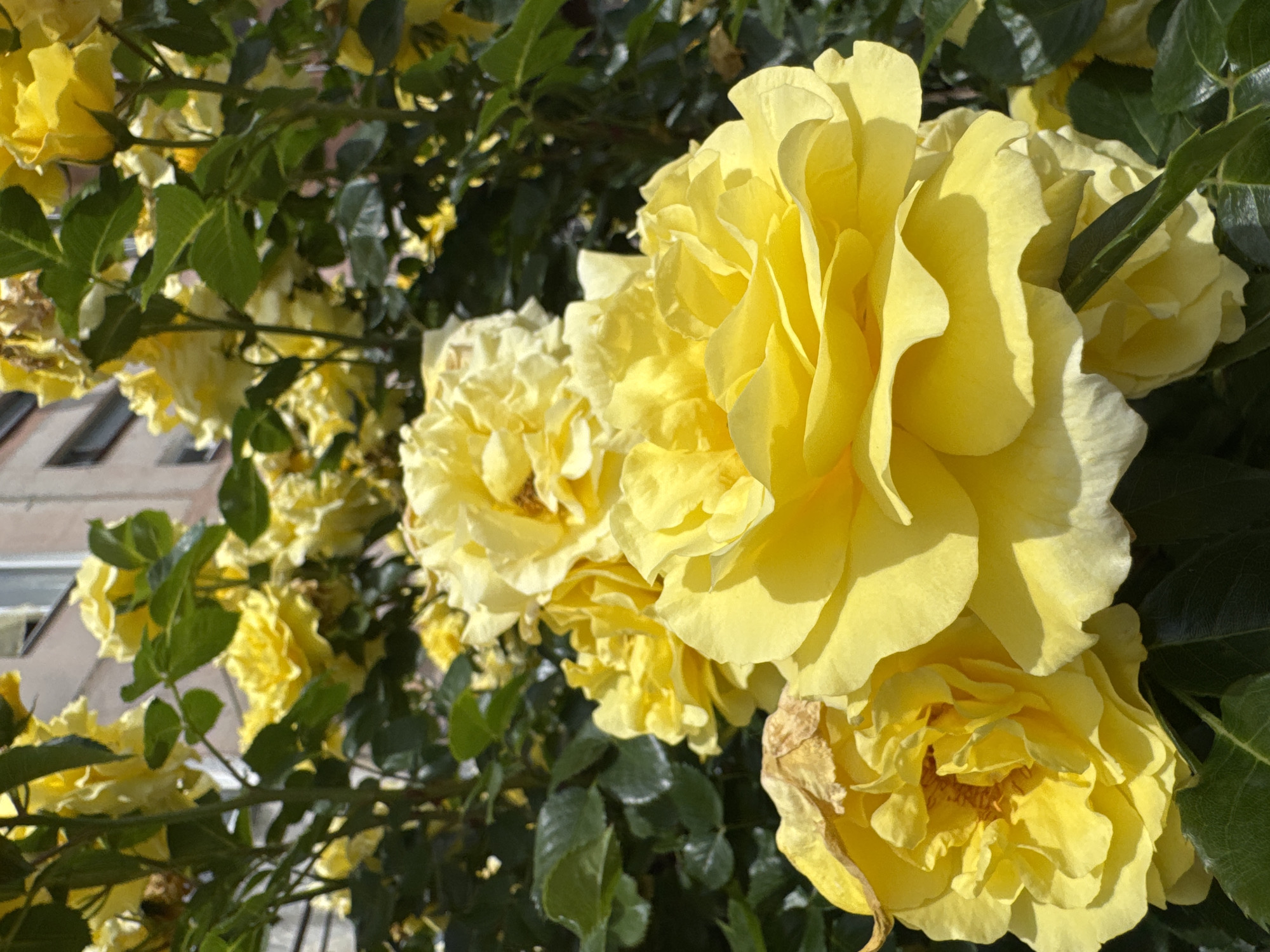 In Karachayevsk, Russia, a cluster of bright yellow roses is in full bloom. The roses are predominantly in the foreground, with some in sharp focus and others slightly blurred, creating a sense of depth. Their petals are layered and ruffled, showcasing a vibrant yellow hue that is illuminated by sunlight. Green leaves surround the flowers, providing a lush contrast to their bright color. In the background, a building with a light-colored facade and windows is visible, suggesting an urban setting. The overall scene is one of natural beauty set against an architectural backdrop.