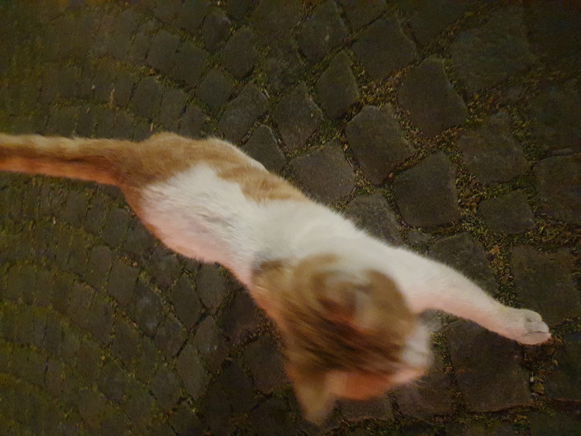 A high-angle, slightly blurred, medium shot depicts a cat stretching on a paved surface. The cat has an orange and white coat and is oriented diagonally across the frame. The background consists of dark cobblestones with interspersed patches of greenery or organic material. The lighting is dim, suggesting evening or nighttime. The location is not identifiable as Plovdiv, Bulgaria, based solely on the image content.
