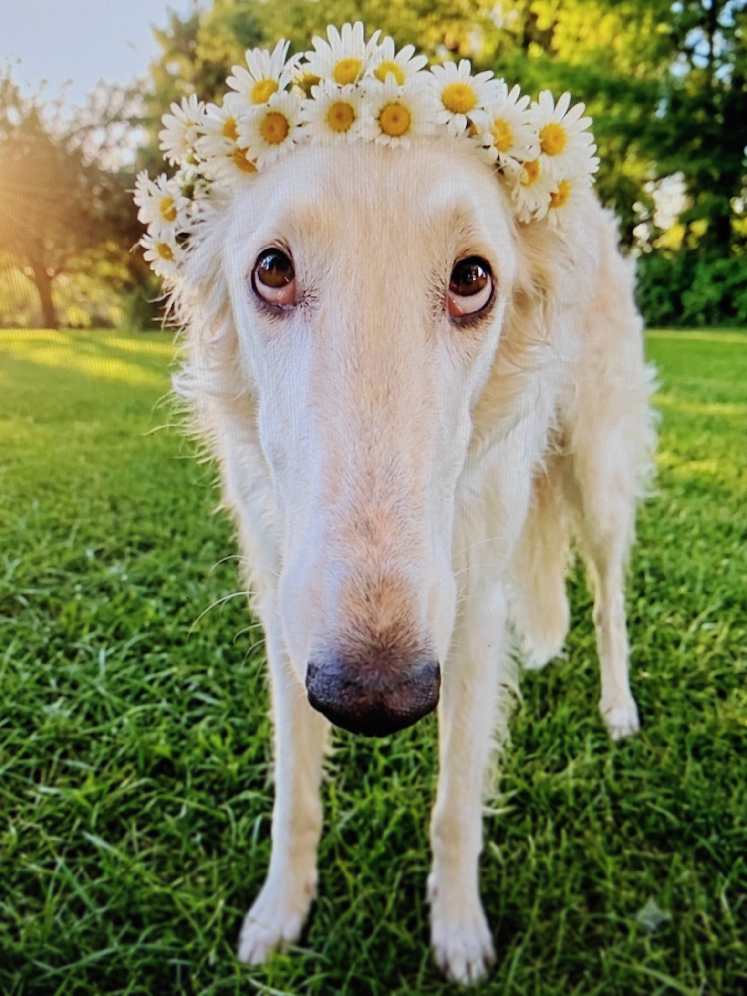 A light-colored Borzoi dog stands in a grassy field, wearing a crown of white daisies. The dog faces the camera directly, its long snout and dark eyes prominent. The background consists of green grass, trees, and a bright, sunlit sky. The sun's rays are visible on the left side of the image, casting a warm glow. The overall scene suggests an outdoor setting in a park or garden.