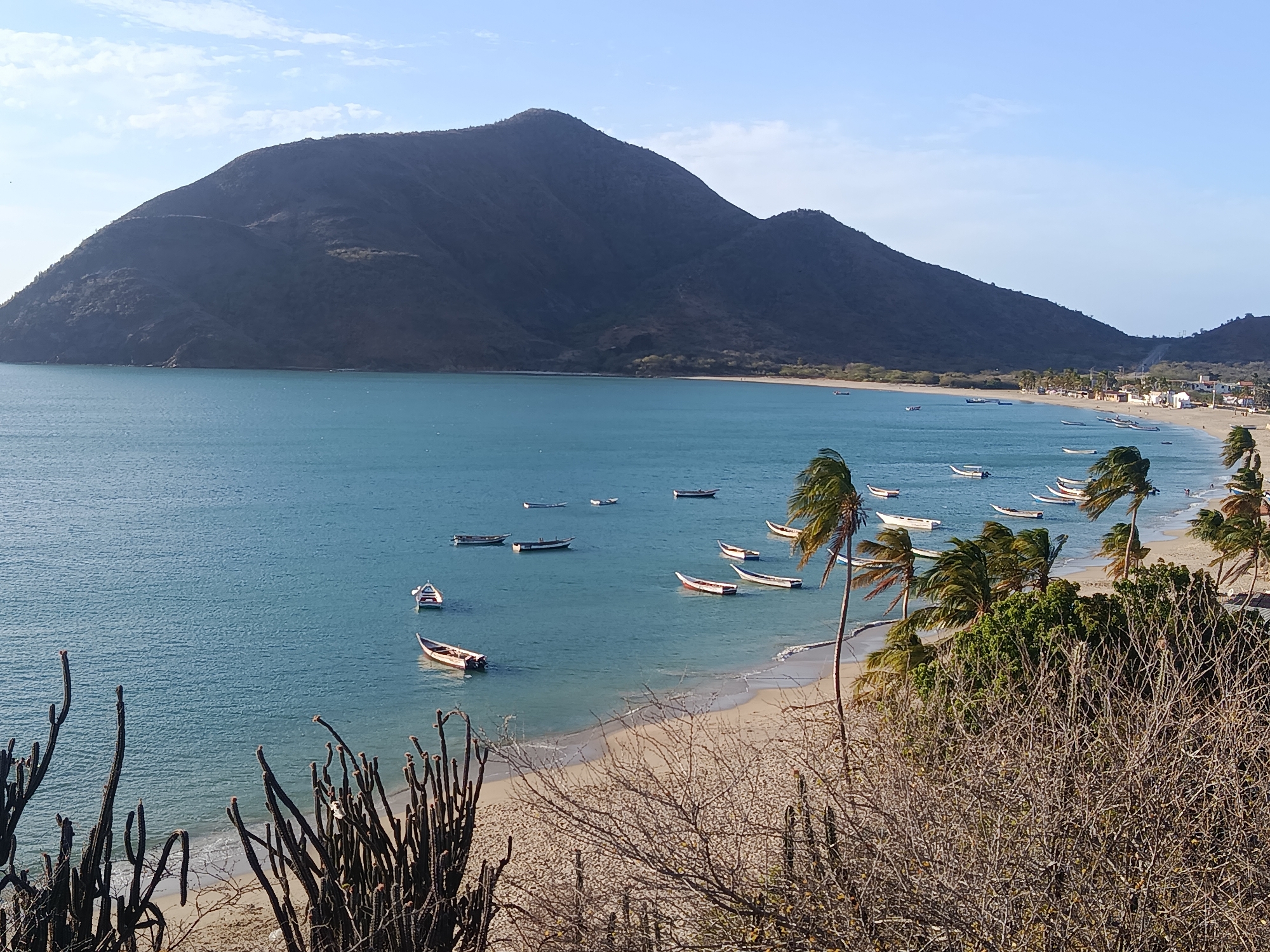 The image depicts Playa La Galera in Juan Griego, Venezuela. In the background, a large mountain looms over the beach and bay. A number of small fishing boats are anchored in the turquoise water. The beach is sandy with a few buildings visible in the distance. In the foreground, dry vegetation and cacti grow on a hillside overlooking the beach. Palm trees are scattered along the shoreline, their fronds blown by the wind. The sky is clear with a few wispy clouds.