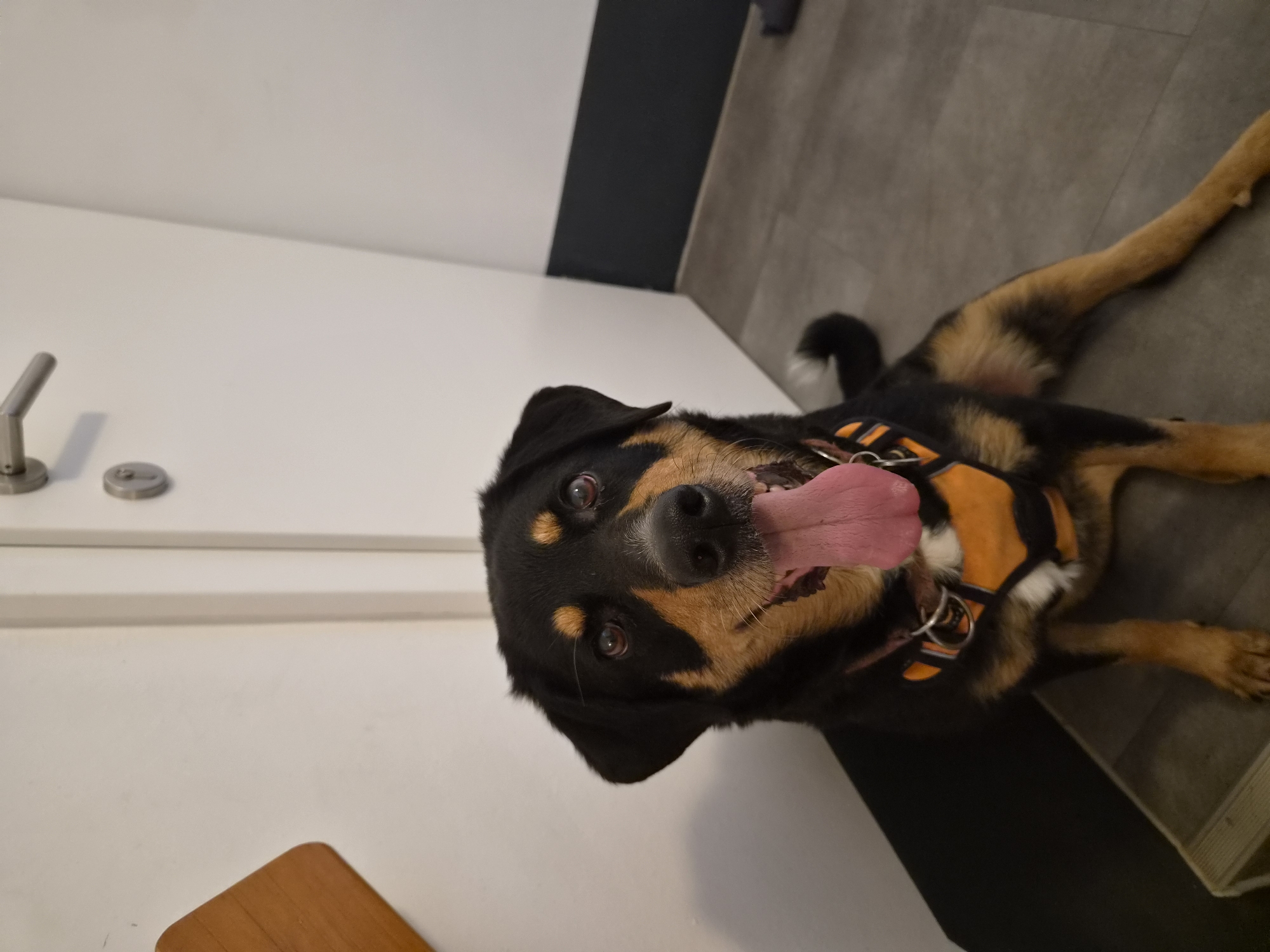 A black and tan dog with its tongue hanging out sits on a light-colored step with a grey floor in the background. The dog is wearing an orange harness. To the left, a white door with a wooden knob is visible. The scene appears to be indoors. The image is not location-specific to Eisenerz, Austria.