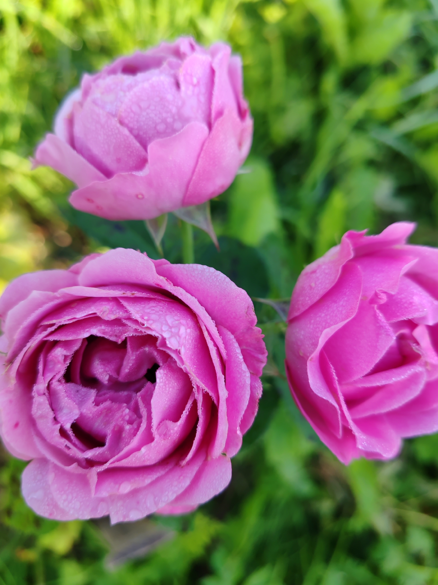 The image shows three pink roses covered in dew drops. The roses are in focus, with the background of green foliage blurred. The lighting suggests it is early morning or late evening. The scene is of a natural outdoor environment, likely a garden or park. There are no people or man-made objects visible. The image is taken from a slightly elevated angle, looking down at the roses. The style is close-up photography, emphasizing the delicate details of the flowers. There is no information in the image to suggest a specific location in Chuhlem, Russia.
