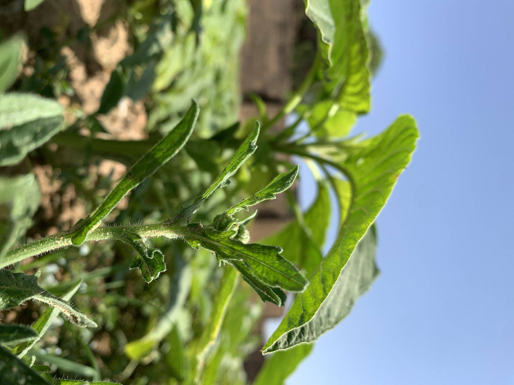 The image shows a close-up of a leafy green plant. The plant has hairy stems and leaves with serrated edges. The background includes soil and other vegetation. Part of the blue sky is visible. The location is Rafin Par, Nigeria.