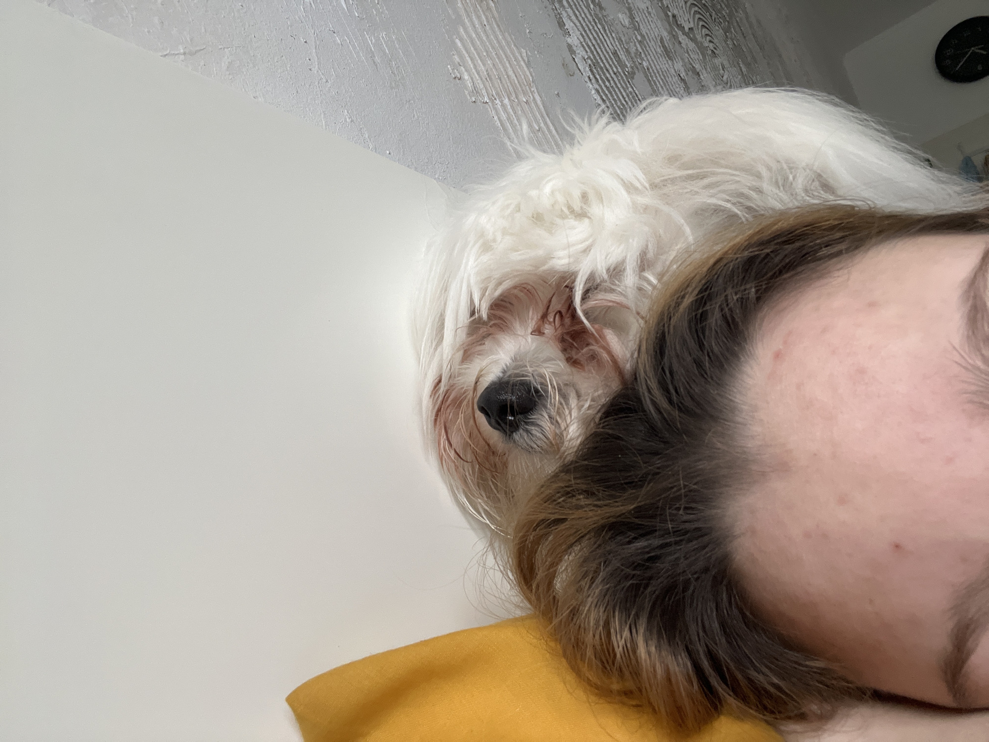 A close-up shot shows a person lying down, with a fluffy, white dog resting its head near the person's head. The person has fair skin and brown hair visible near their forehead. A portion of a mustard yellow pillow or blanket is visible beneath the person. The dog has a black nose and long, shaggy white fur partially obscuring its eyes. The background features a white wall and a textured ceiling. In the upper right corner, a black wall clock is visible. There is no information provided that would determine whether this photo was taken in Varna, Bulgaria.
