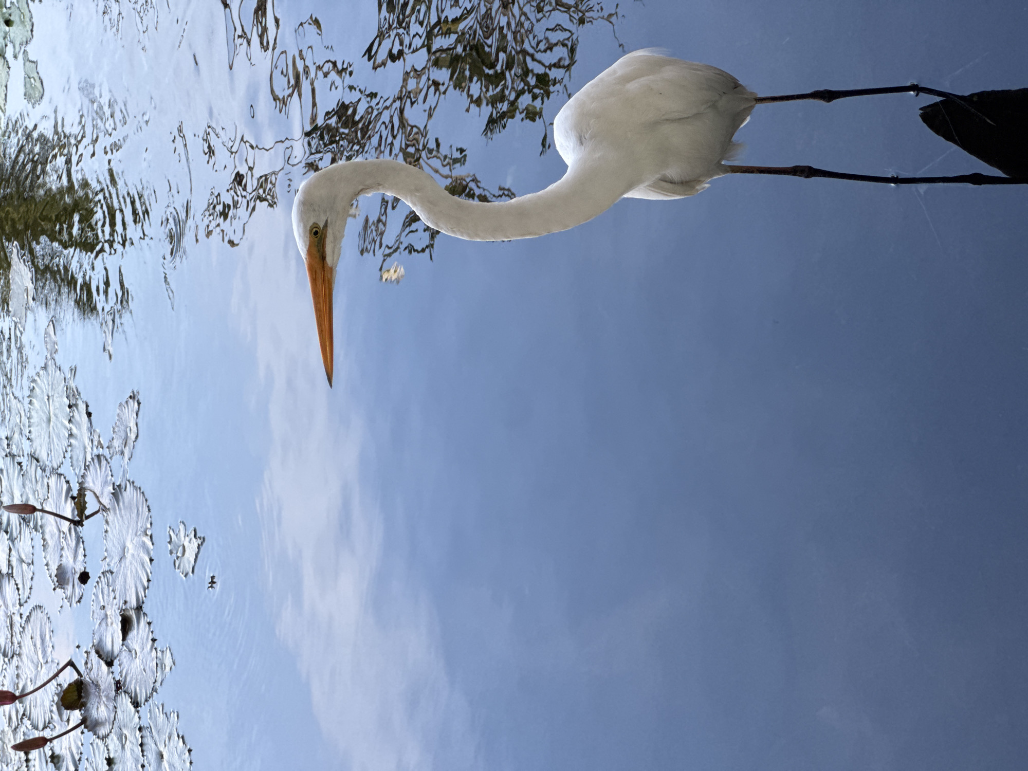The image shows a white heron standing in water. The bird is in the upper half of the frame, oriented horizontally. Its orange beak points downward towards the water, and its long neck curves into its body. The bird's dark legs are visible below its body, extending into the water. The water's surface reflects the sky and surrounding vegetation. On the left side of the frame, there are water lilies. The location, Kuta Selatan, Indonesia, is not discernible from the image. There is no indication of people visible in the image.