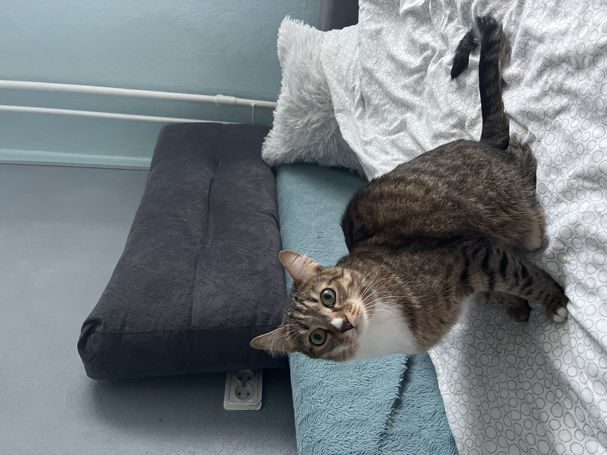 A brown tabby cat with a white chest and green eyes is lying on a bed with white patterned sheets. The bed is adjacent to a gray cushion, and next to it is a blue textured blanket. In the background, there is a light blue wall with white pipes running along it. The location of the photo is not specified in the image.