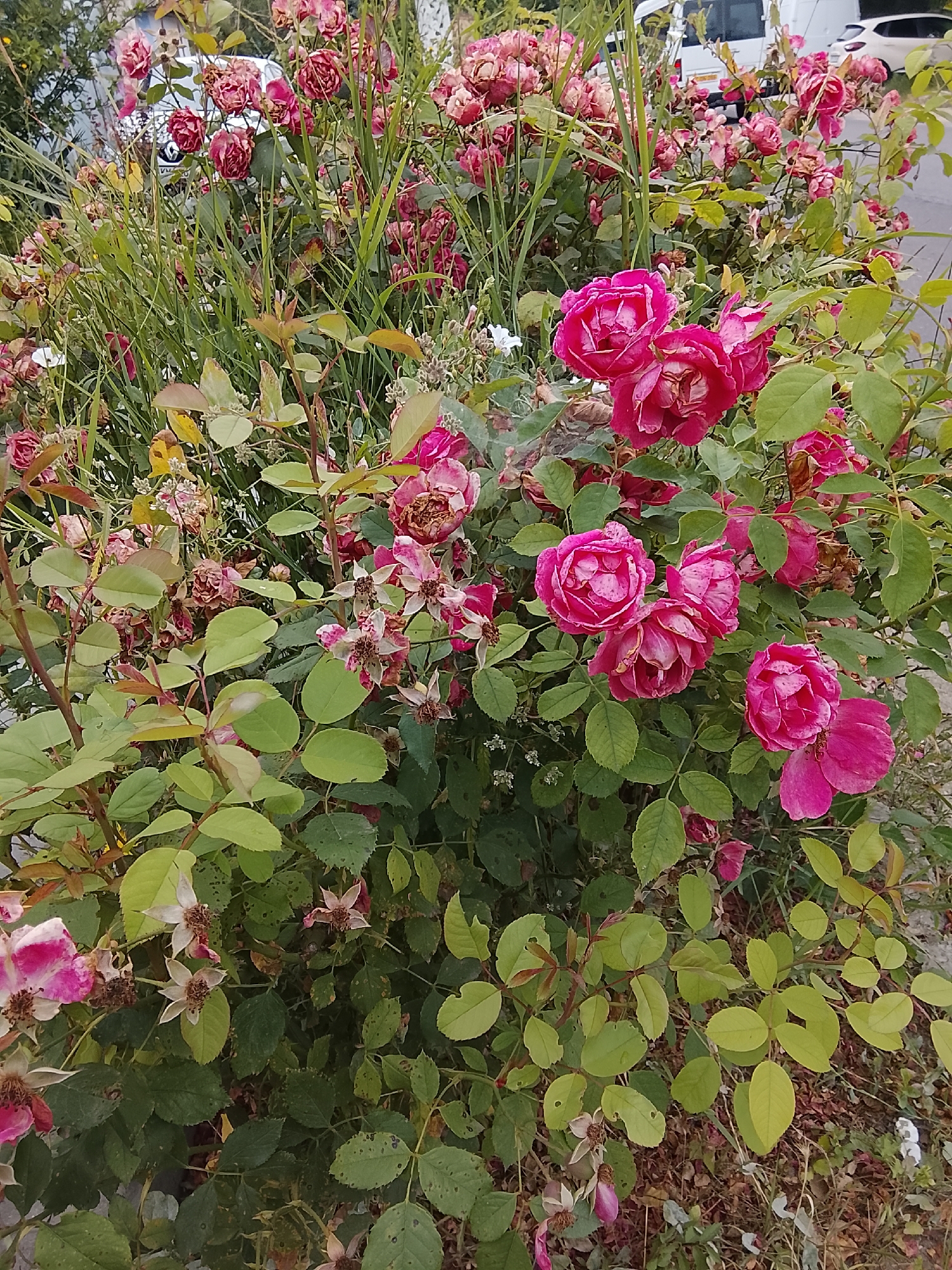 In Codru, Moldova, a dense rose bush is in full bloom, displaying a mix of vibrant pink and faded, wilting flowers. The leaves are predominantly green, with some showing signs of browning and decay. Tall, thin green grass grows interspersed with the rose branches. In the background, a white van and a lighter-colored vehicle are visible, suggesting an urban or suburban setting. The ground beneath the bush is covered with dry leaves and dirt.
