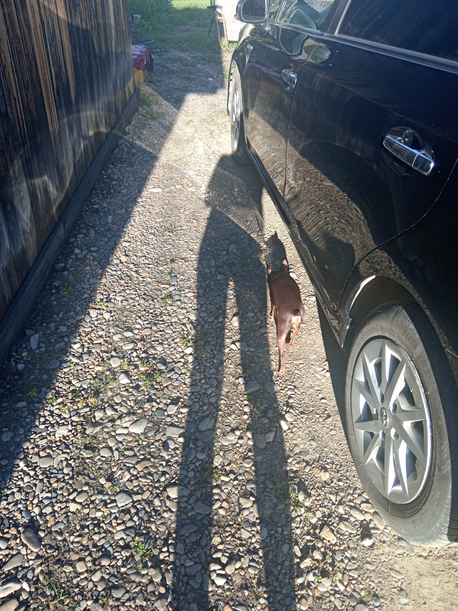 In Novopokrovka, Russia, a brown dog with a slender tail stands on a gravel path next to a black car. The dog is facing away from the camera, towards the right side of the frame. The car is parked on the right side of the image, and its side is visible. A long shadow of a person stretches across the gravel path from the left side of the frame, falling over the dog and the car. The background consists of a wooden fence on the left and a grassy area with some vegetation and furniture on the right, suggesting a residential or rural setting. The lighting indicates it is daytime, with sunlight casting distinct shadows.