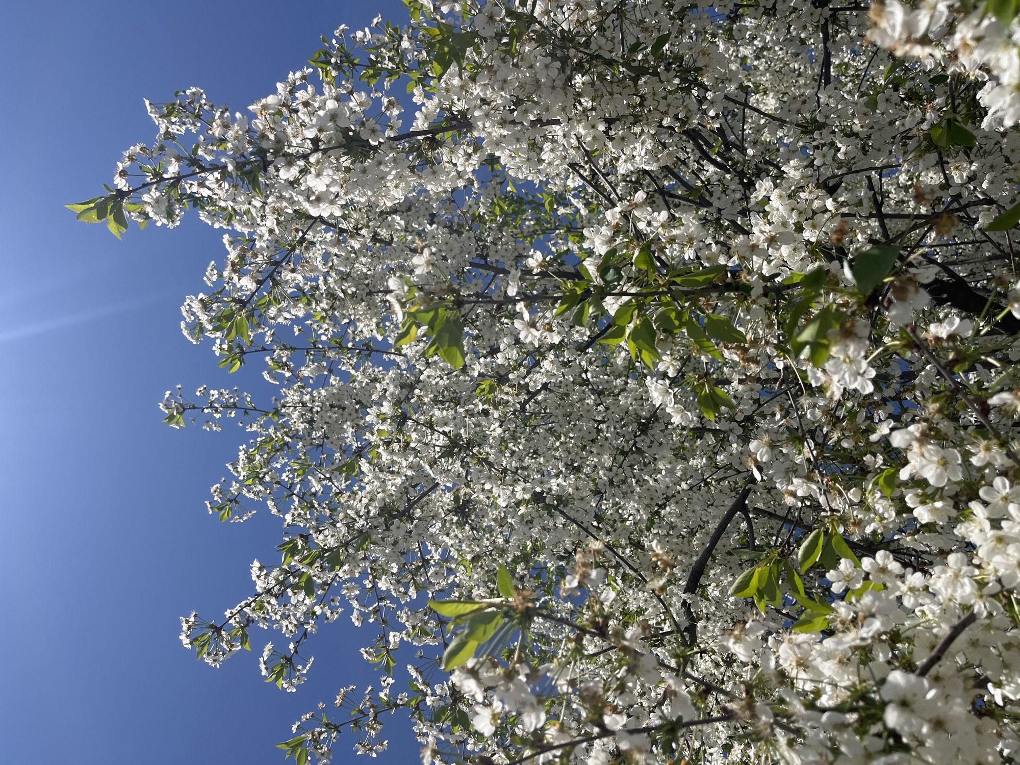 An outdoor, upward-facing shot captures the vibrant canopy of a blossoming tree against a clear, brilliant blue sky. The tree, likely a cherry or plum, is densely covered with countless small, white flowers, signaling full bloom. Interspersed among the delicate petals are clusters of fresh, bright green leaves. The sun is prominently featured as a lens flare in the upper left corner, indicating a bright, sunny day and providing strong natural light that illuminates the blossoms and creates gentle highlights and shadows within the branches. The sky is a uniform, deep blue, devoid of clouds, suggesting excellent weather conditions. The image focuses entirely on the natural beauty of the flowering tree and the expanse of the sky. No people or artificial objects are visible. The scene evokes the essence of springtime in Lozarevo, Bulgaria. There is no visible text.